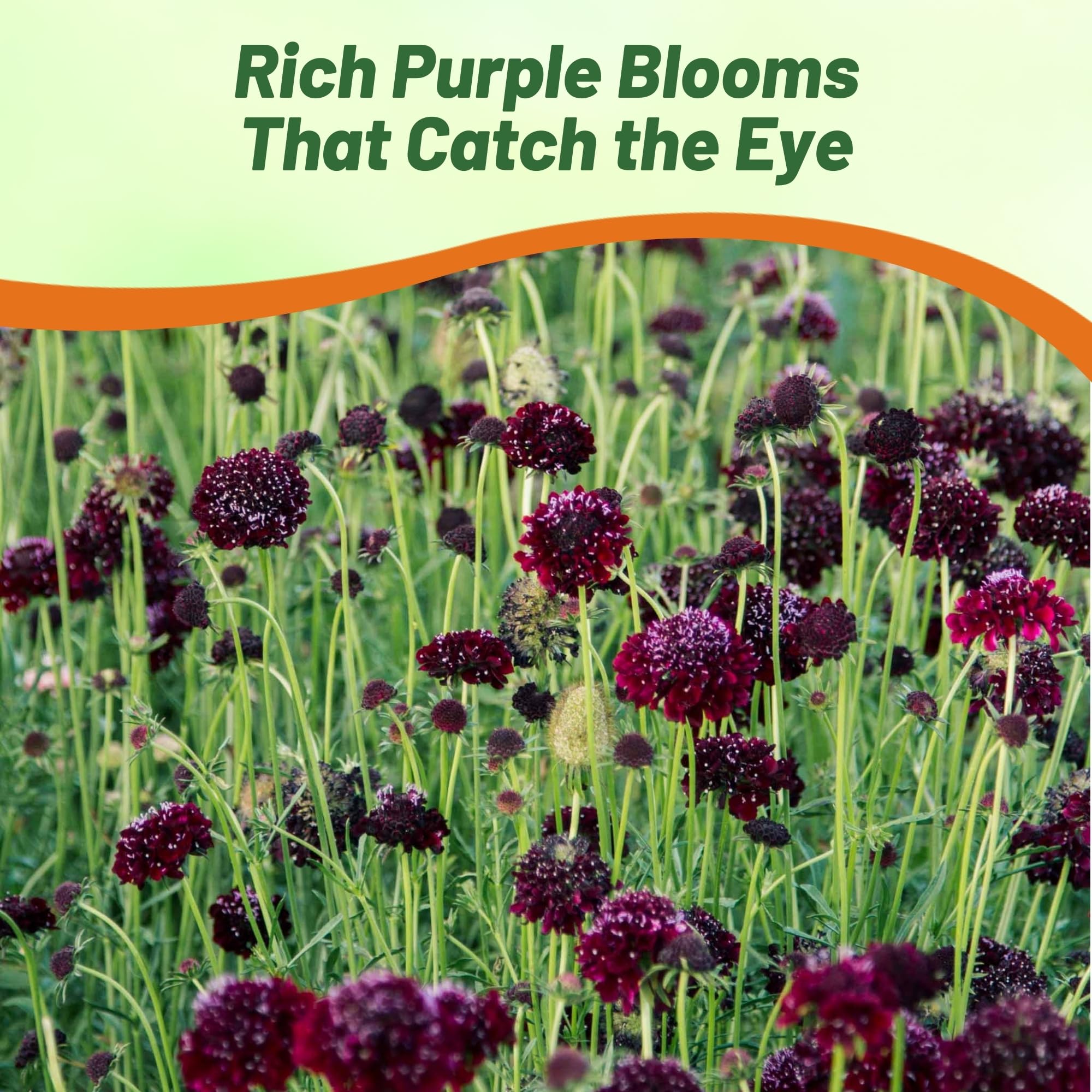 Scabiosa Pincushion Purple Flower Garden