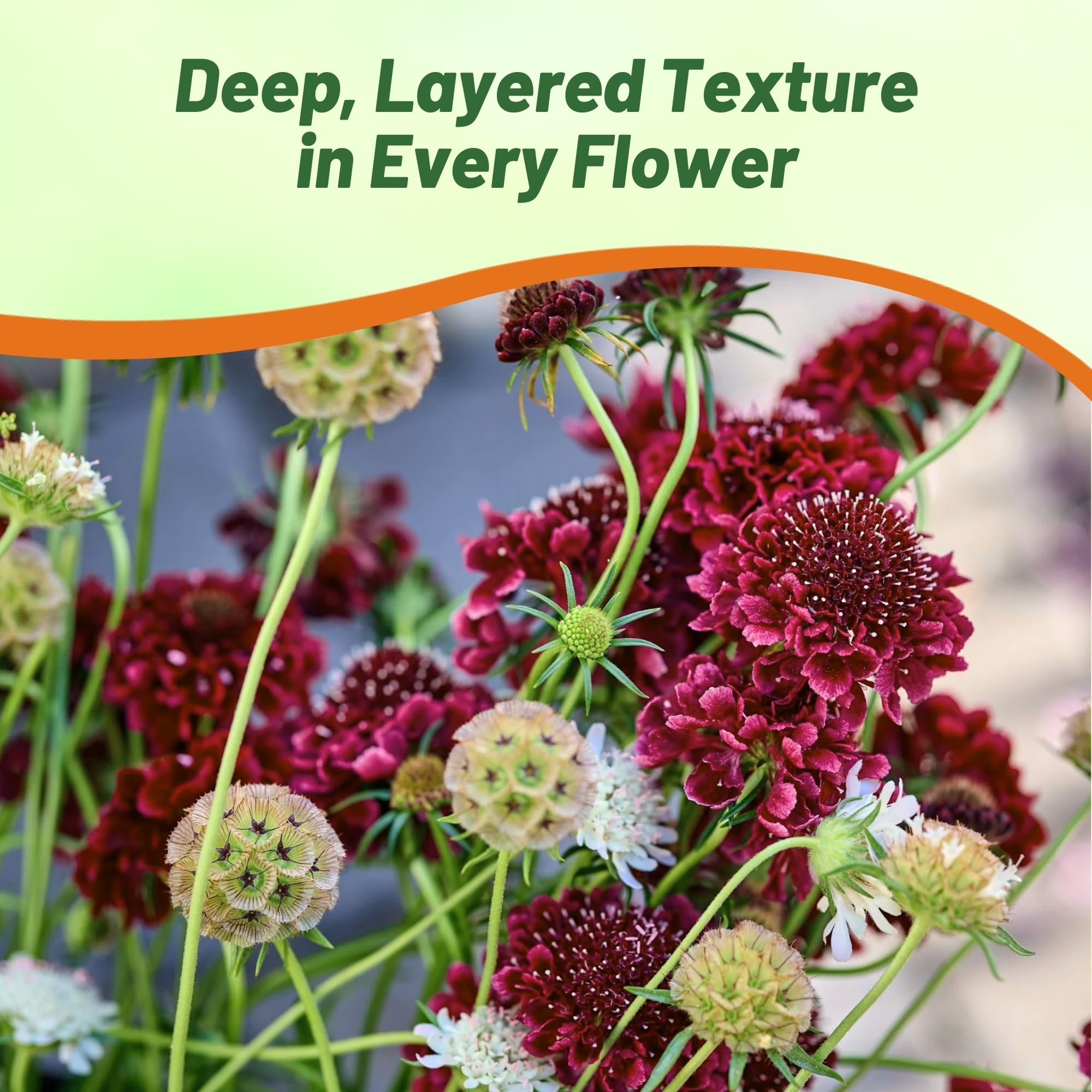 Annual Scabiosa Red Flower Benefits