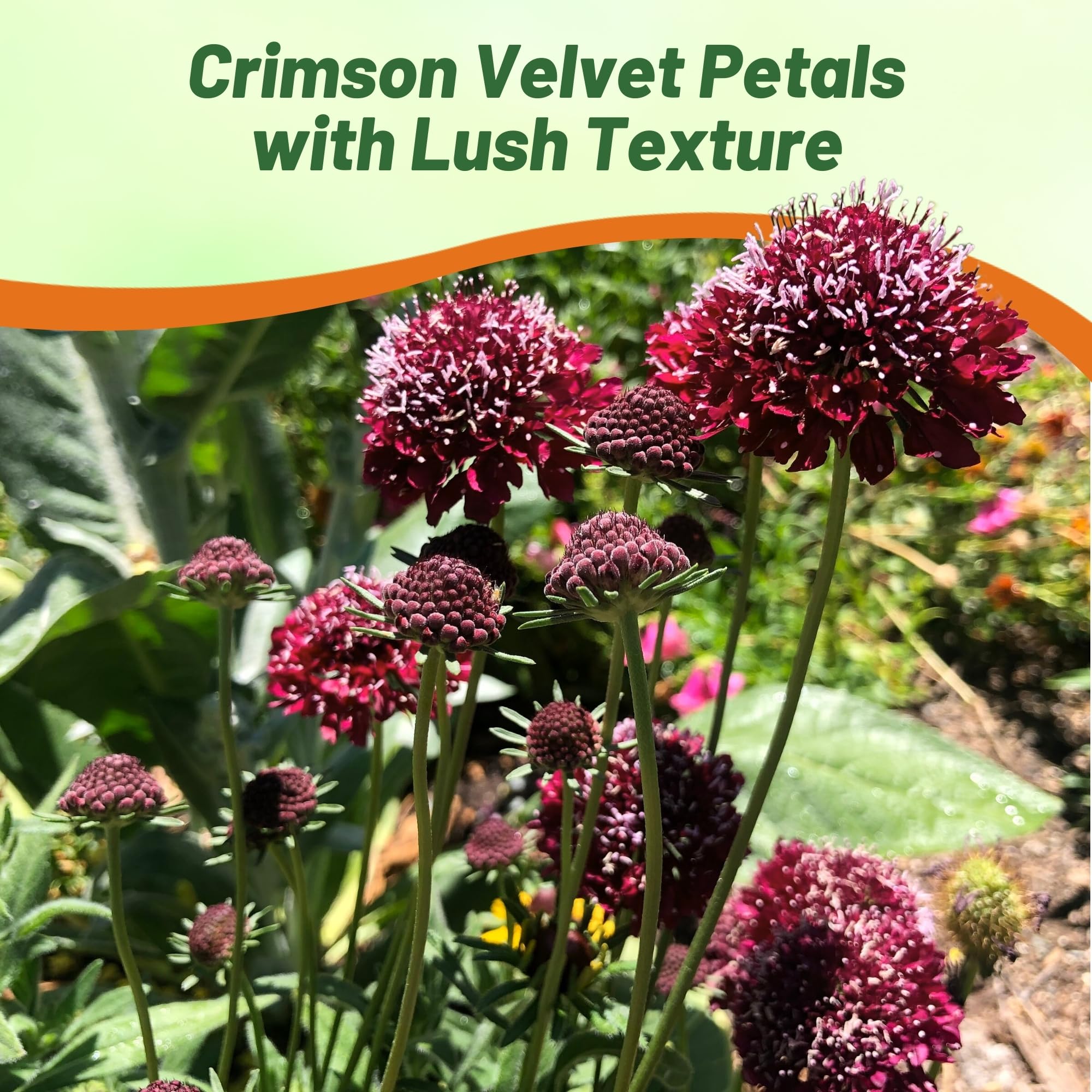 Annual Scabiosa Red Flower Planting Directions