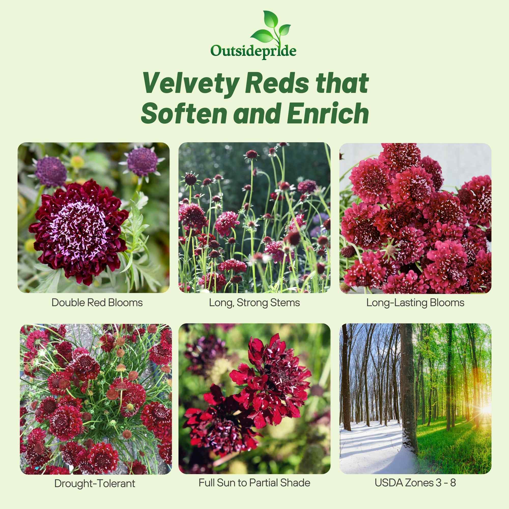 Annual Scabiosa Red Flower Garden