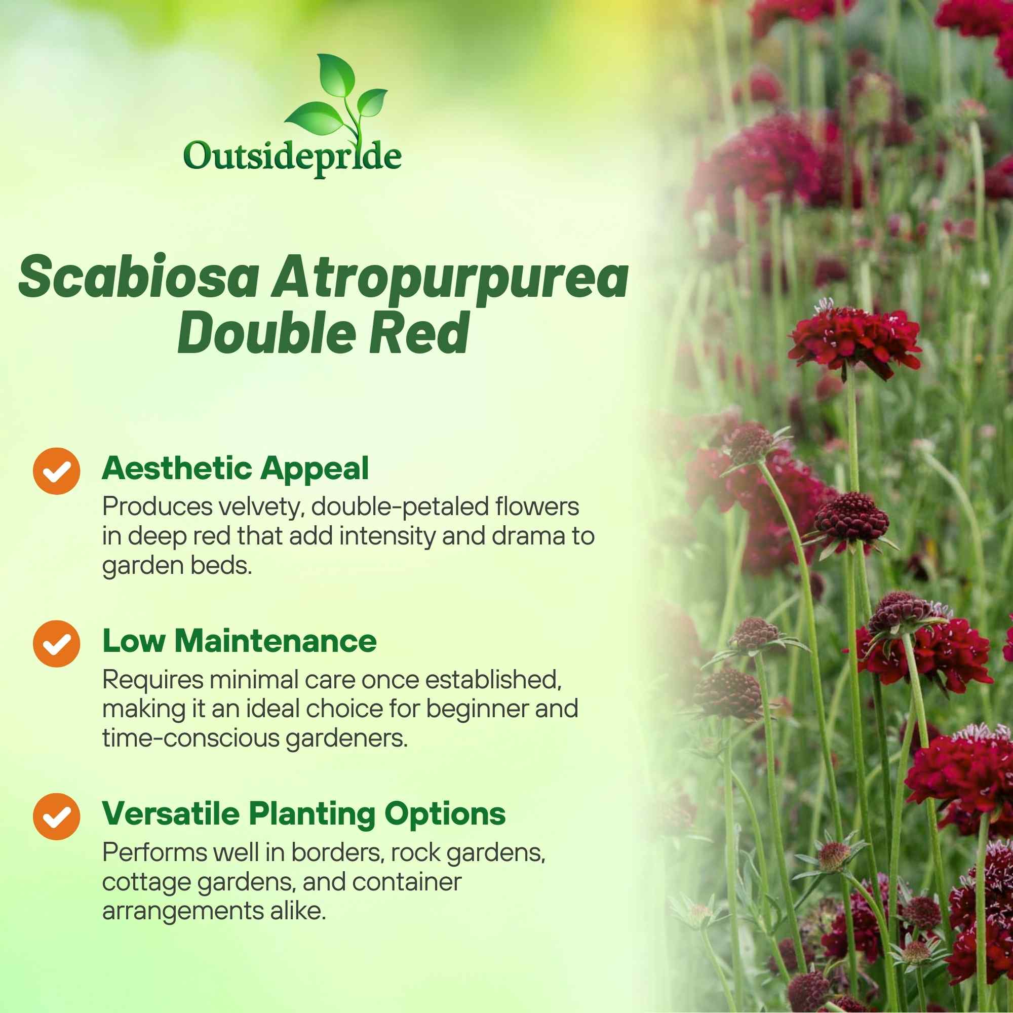 Scabiosa Red Flower Bed