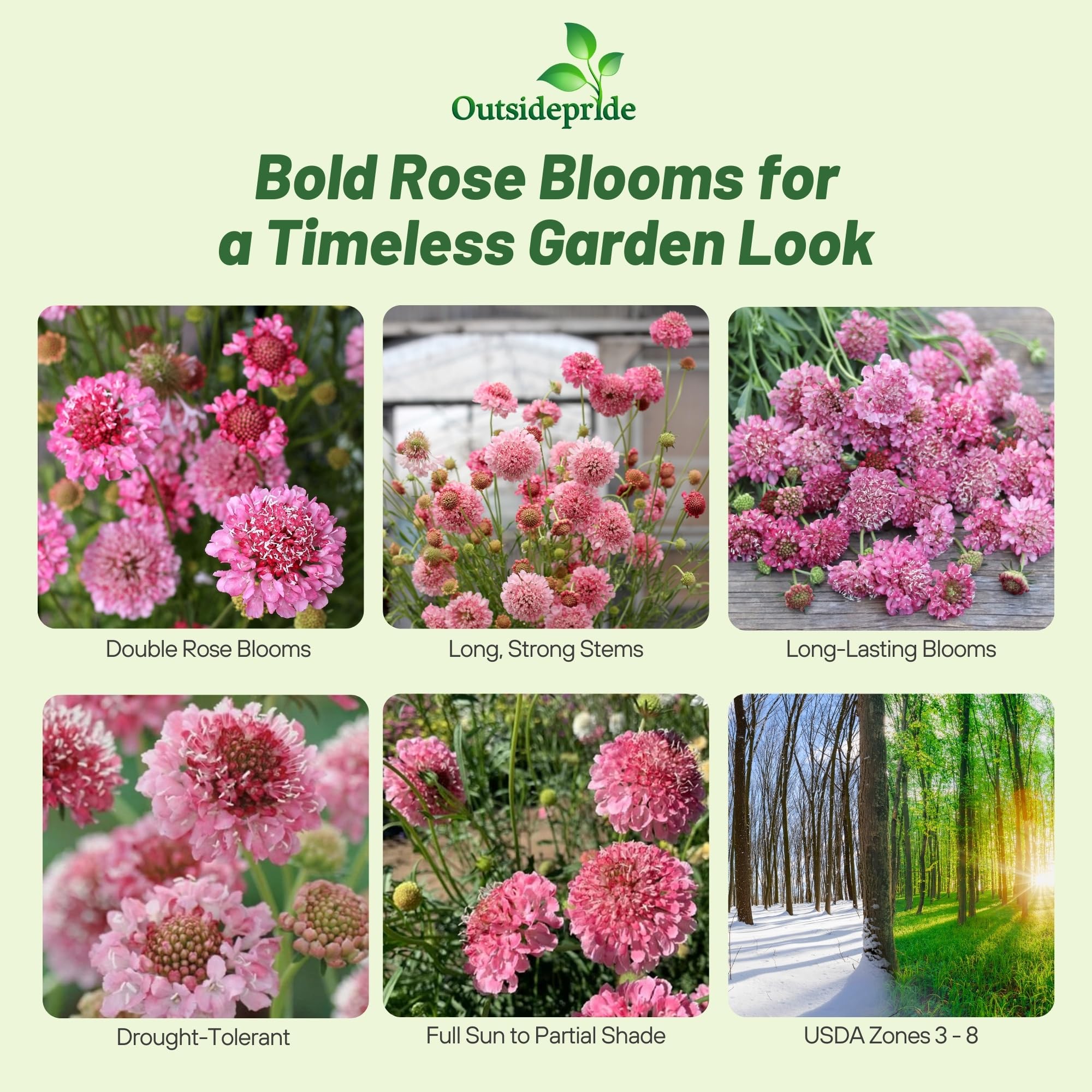 Scabiosa Rose Flower Images