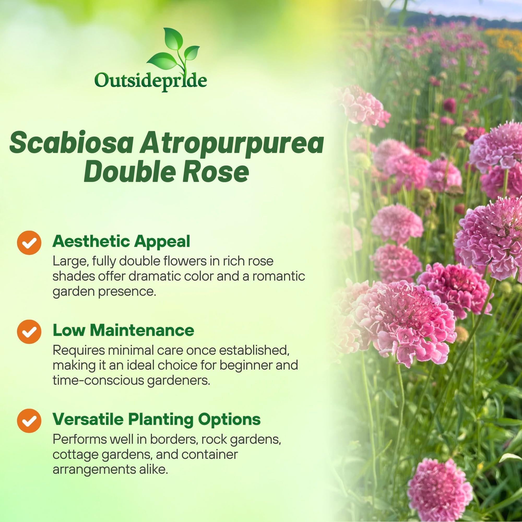 Pincushion Rose Flowers