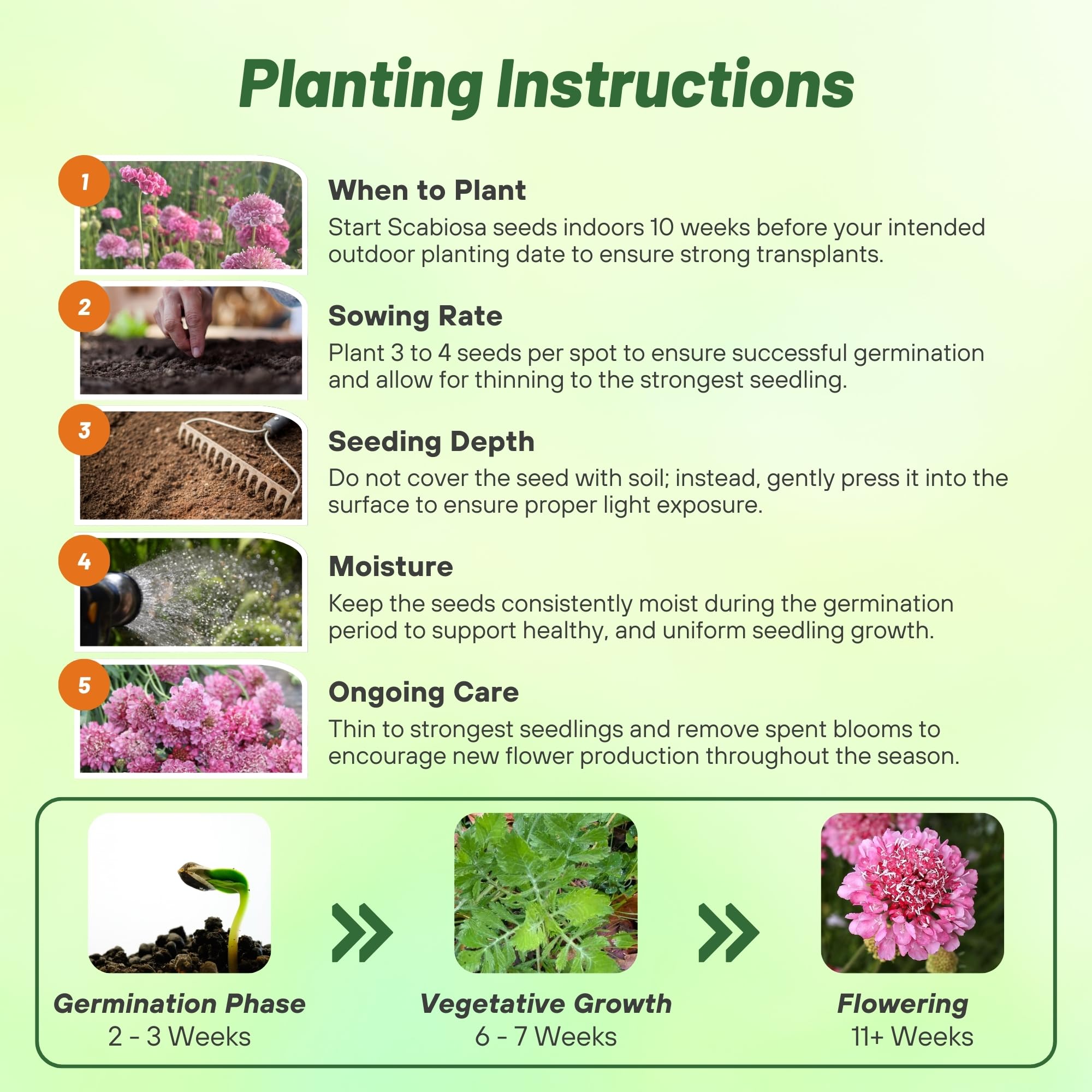 Scabiosa Rose Flower Planting Directions