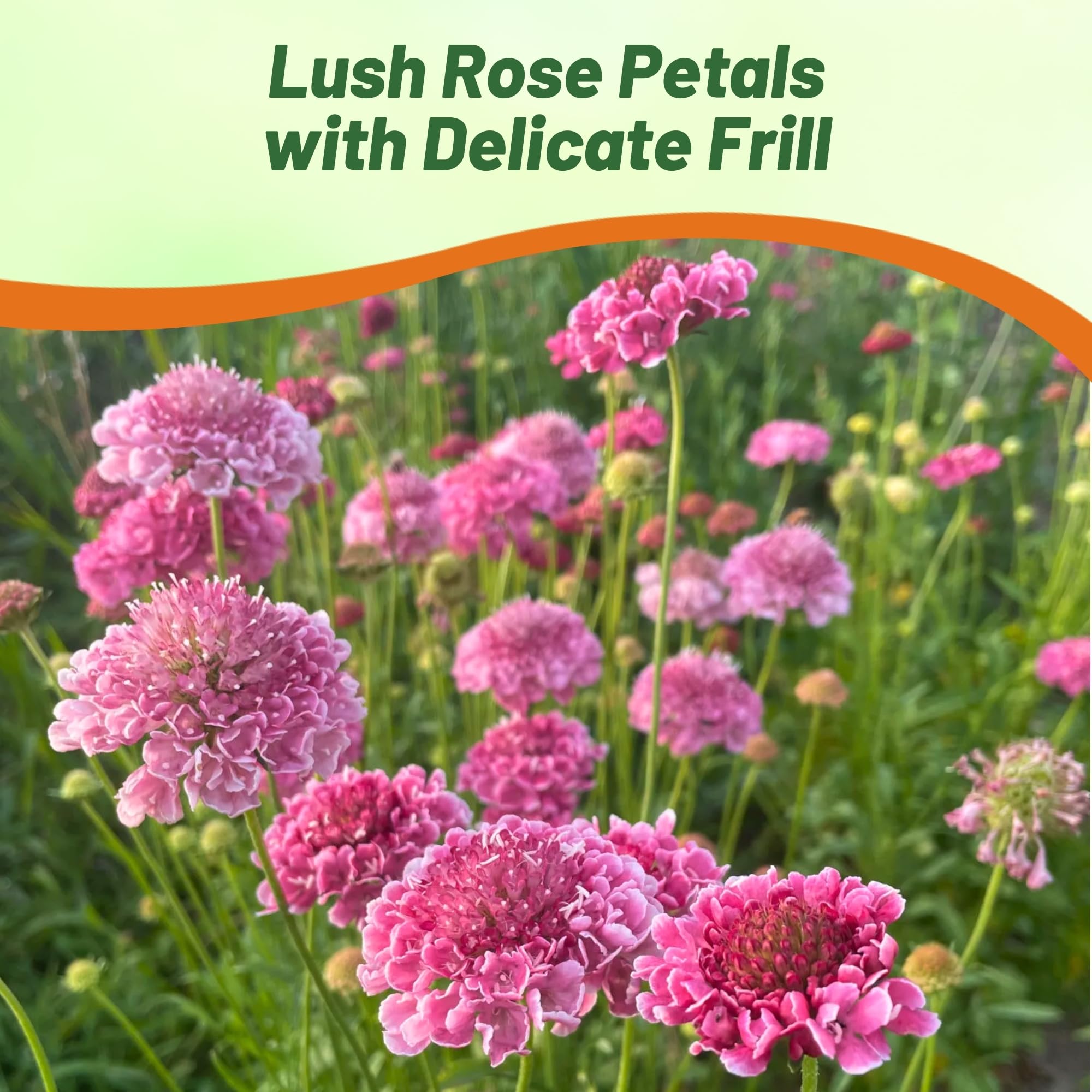 Pincushion Rose Flower Bed