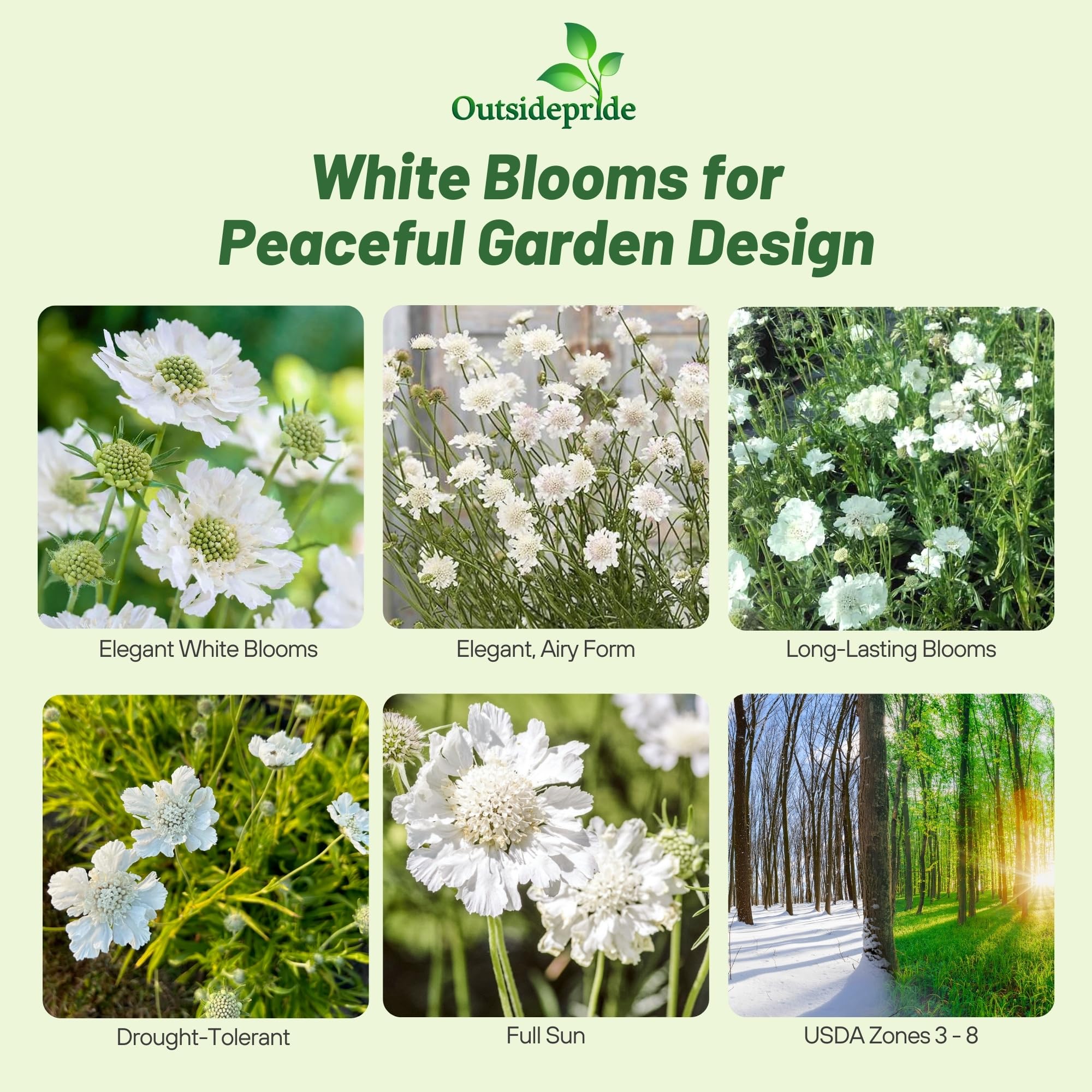 Scabiosa Pincushion White Flower Images