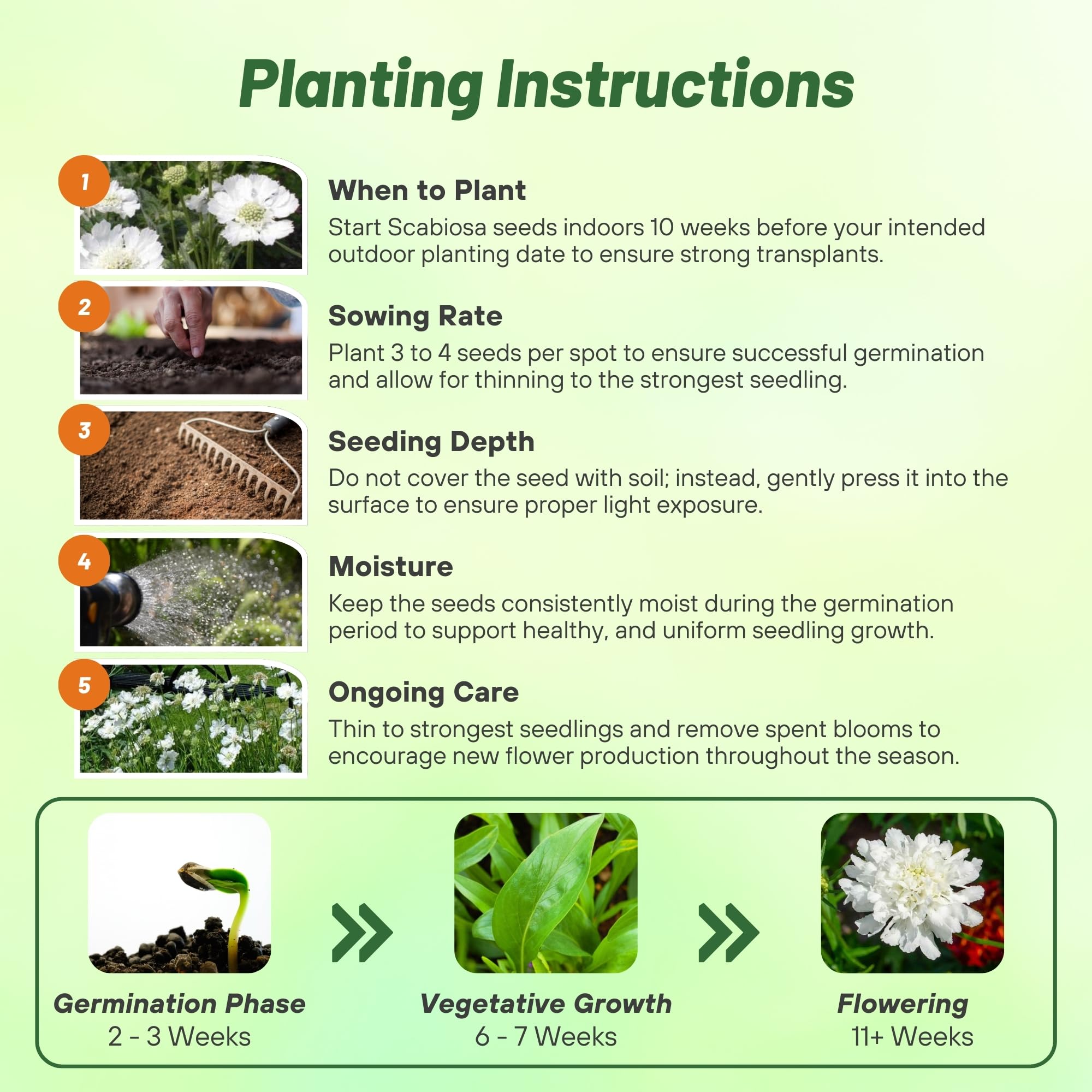 Scabiosa Pincushion White Planting Directions