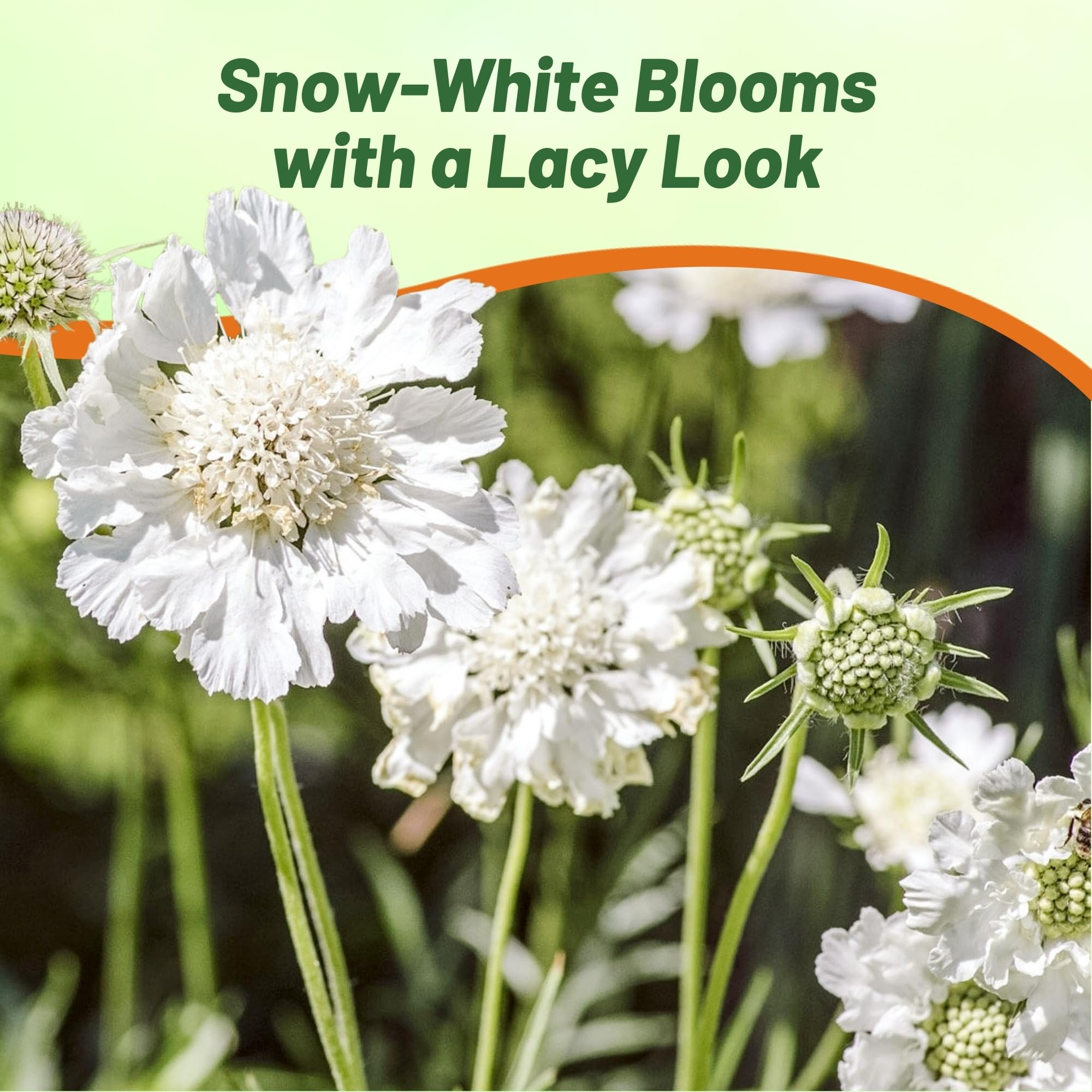 Scabiosa Pincushion White Flower Meadow