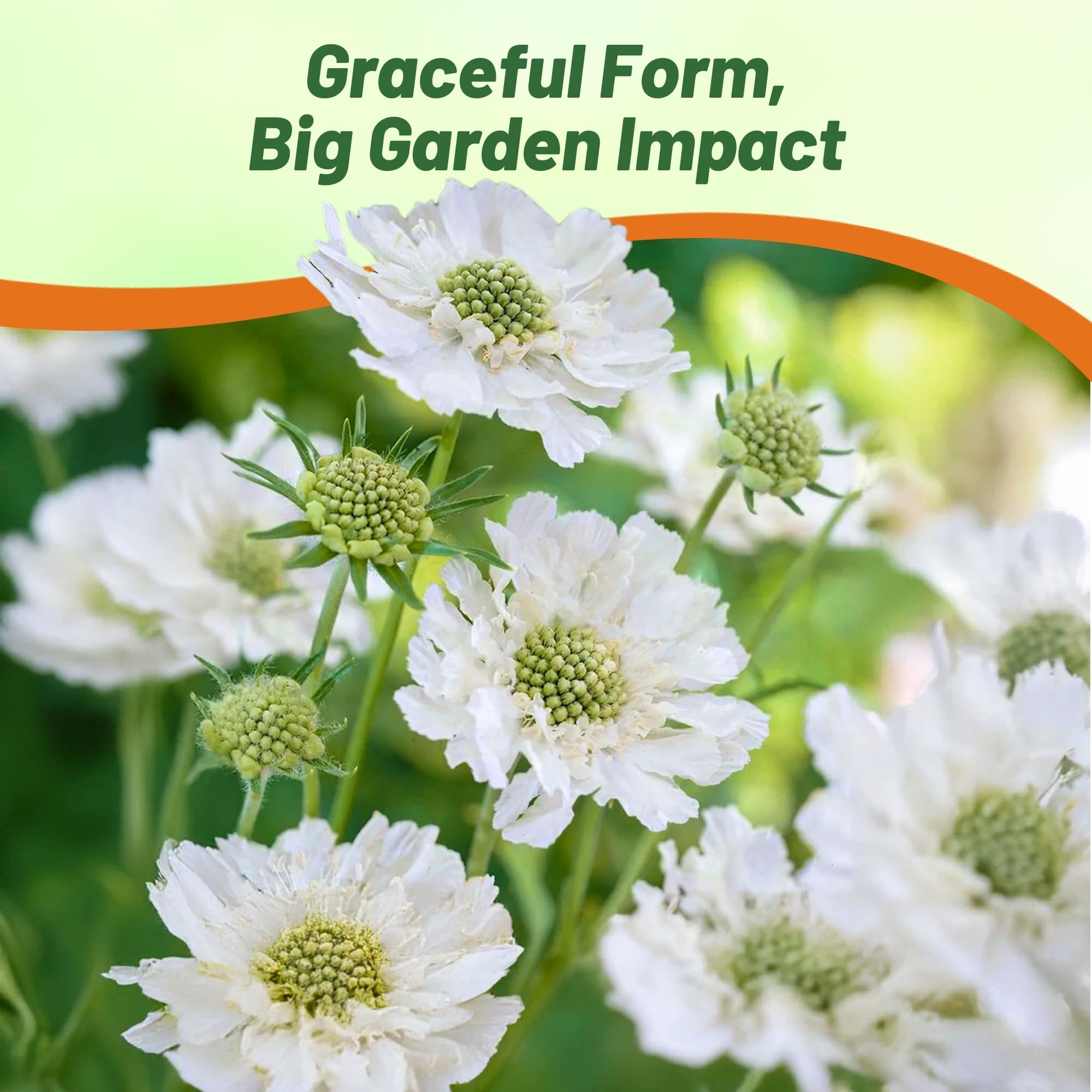 Scabiosa Pincushion White Flower Garden