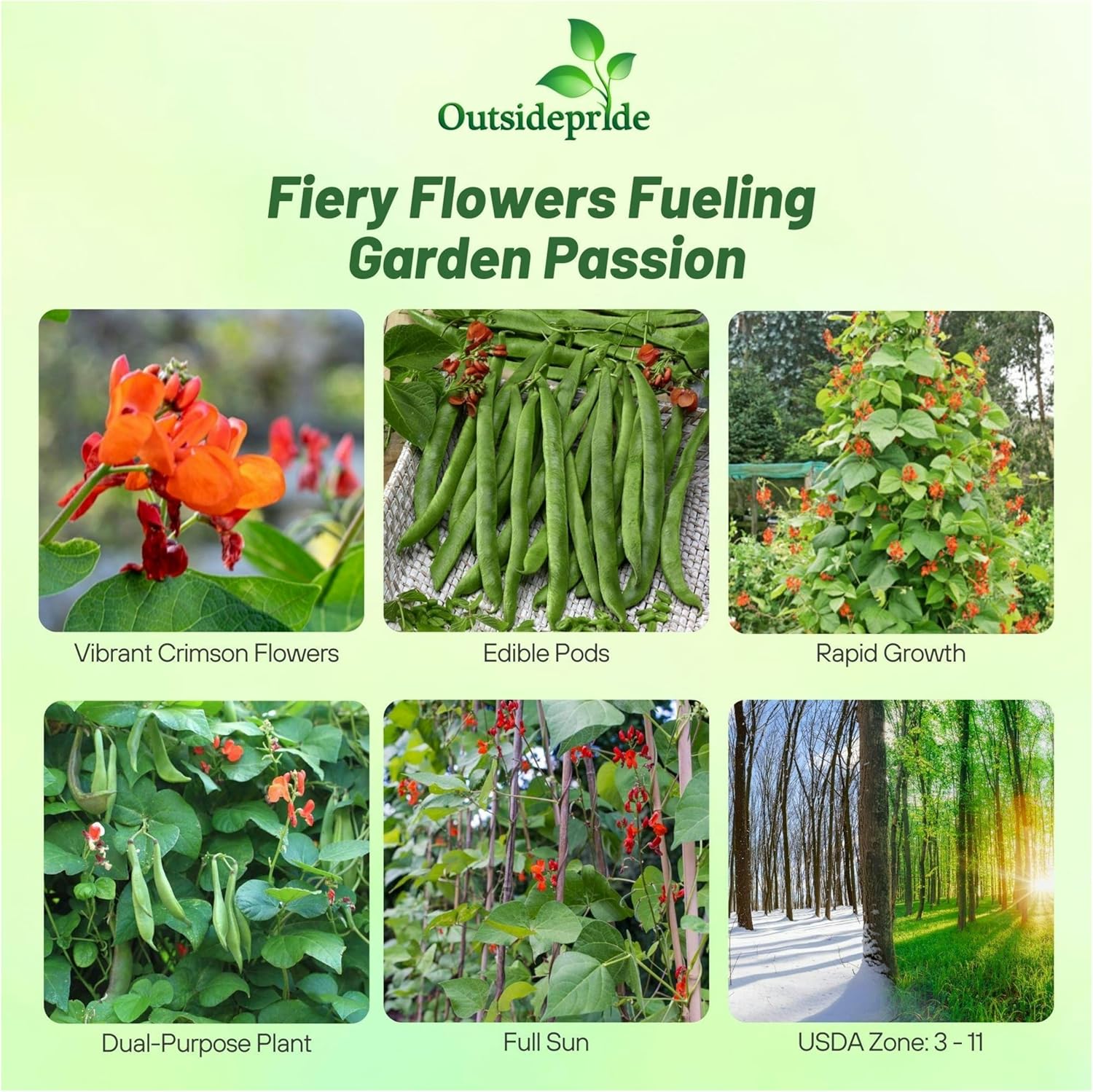 Phaseolus Coccineus Mix Vegetables