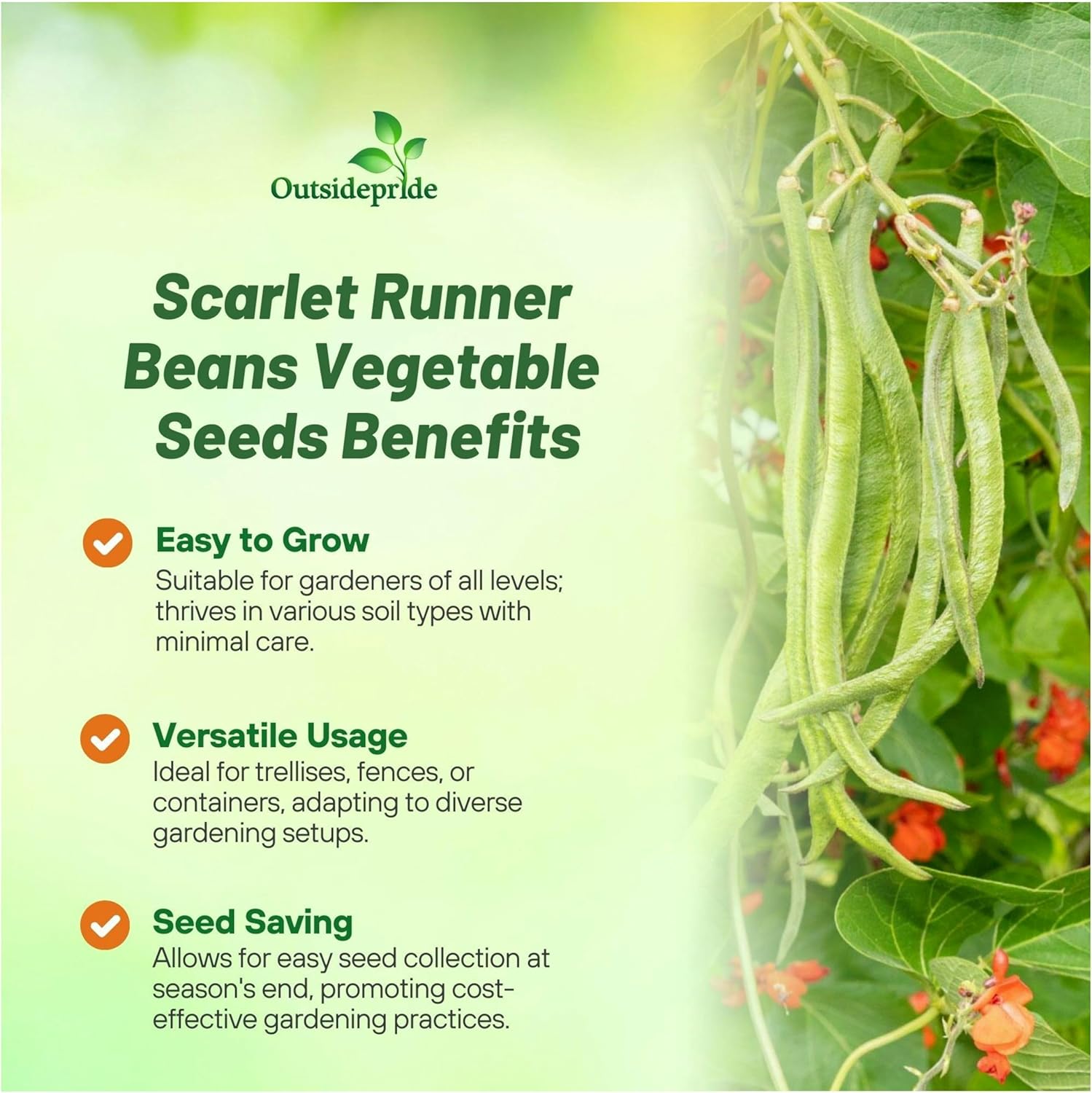 Scarlet Runner Bean Edible Beans