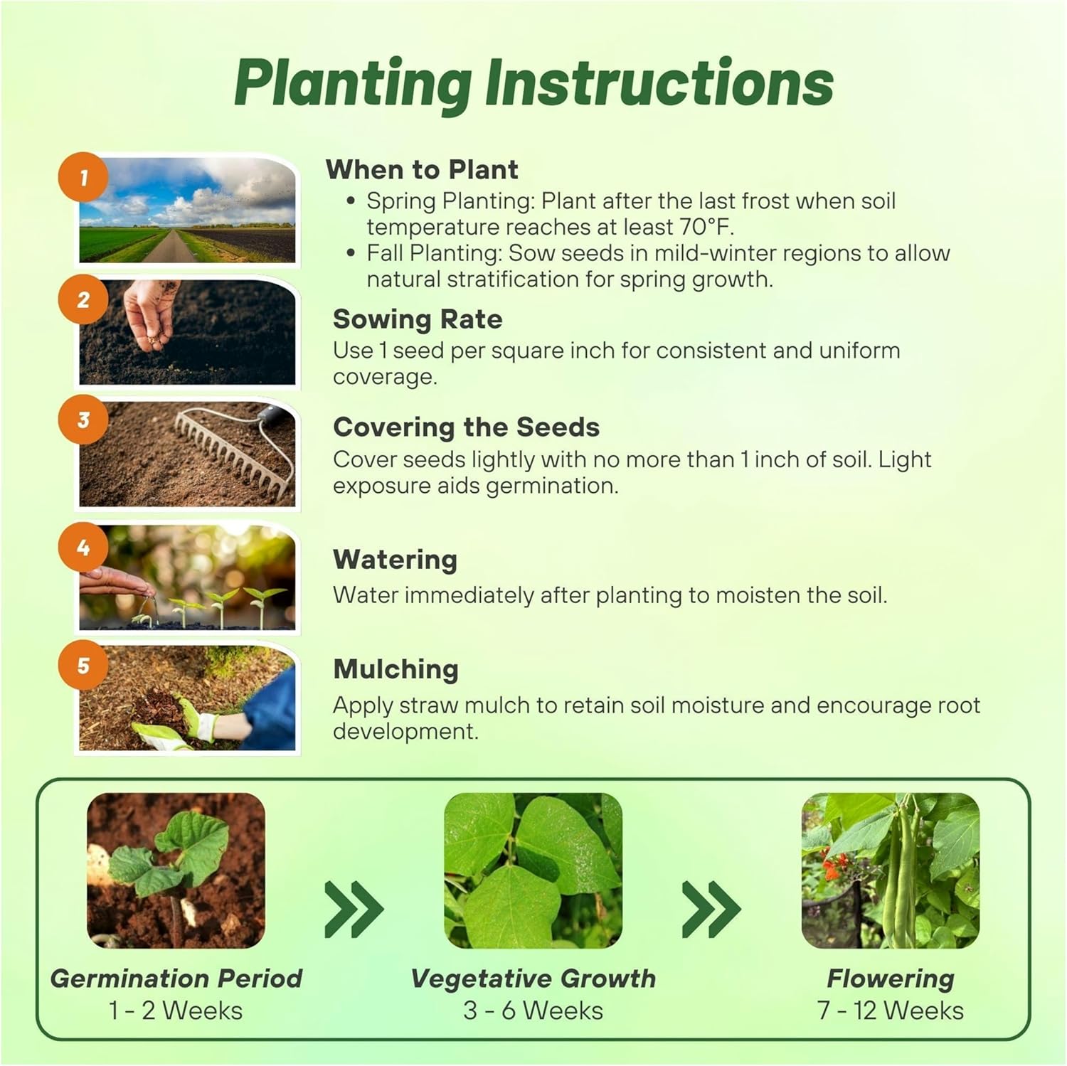 Scarlet Runner Bean Seed Planting Directions