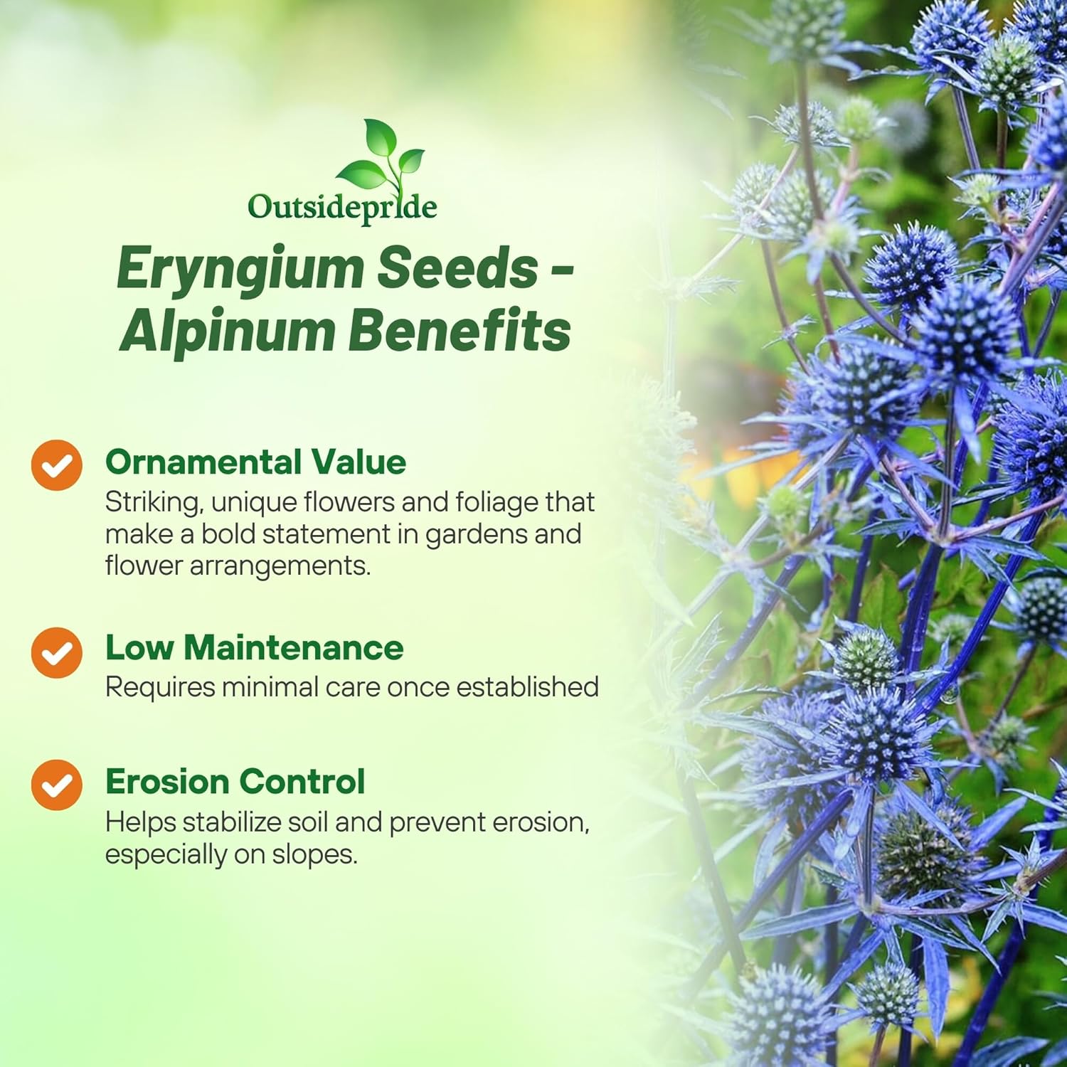 Alpine Sea Holly Flower Garden