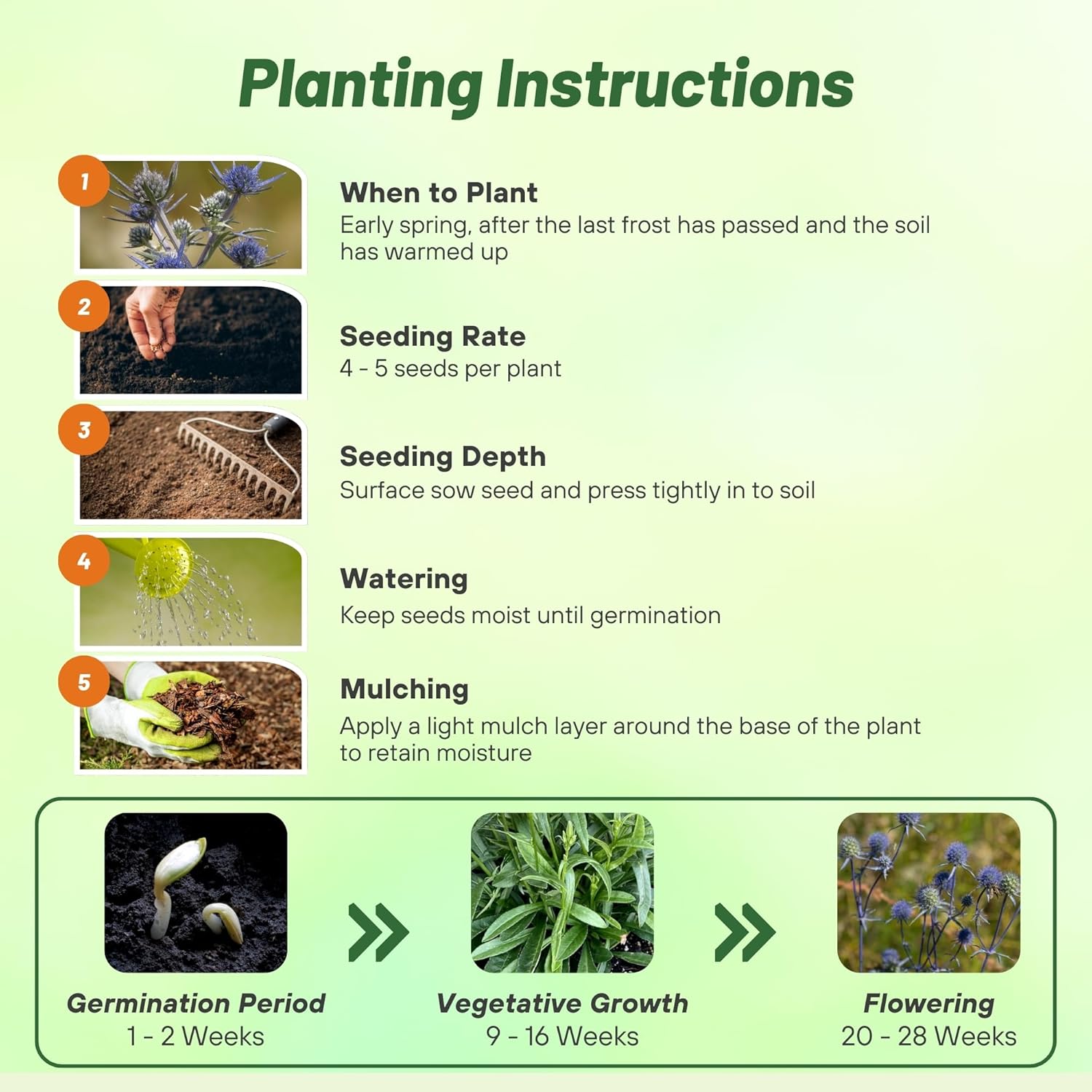 Sea Holly Alpinum Planting Directions
