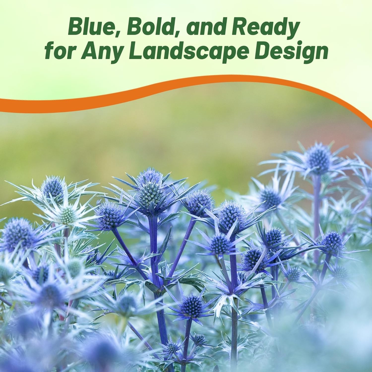 Drought Tolerant Sea Holly Alpinum