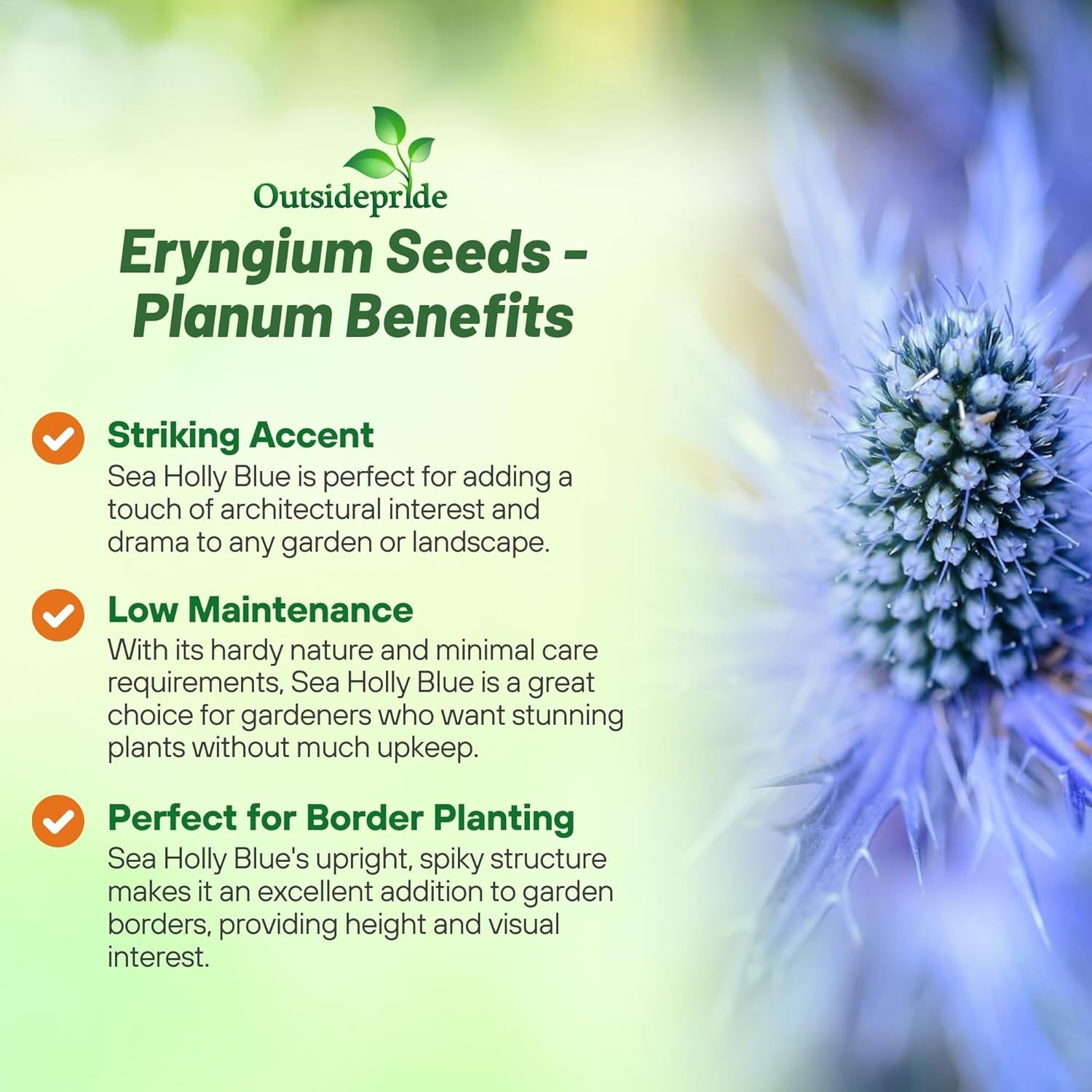 Drought Tolerant Blue Sea Holly