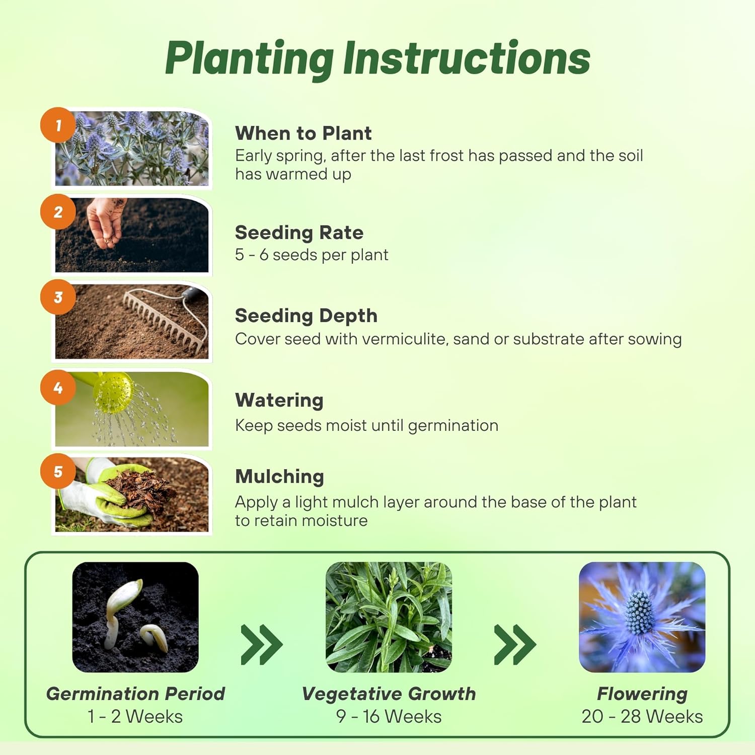 Sea Holly Flower Seed Planting Directions