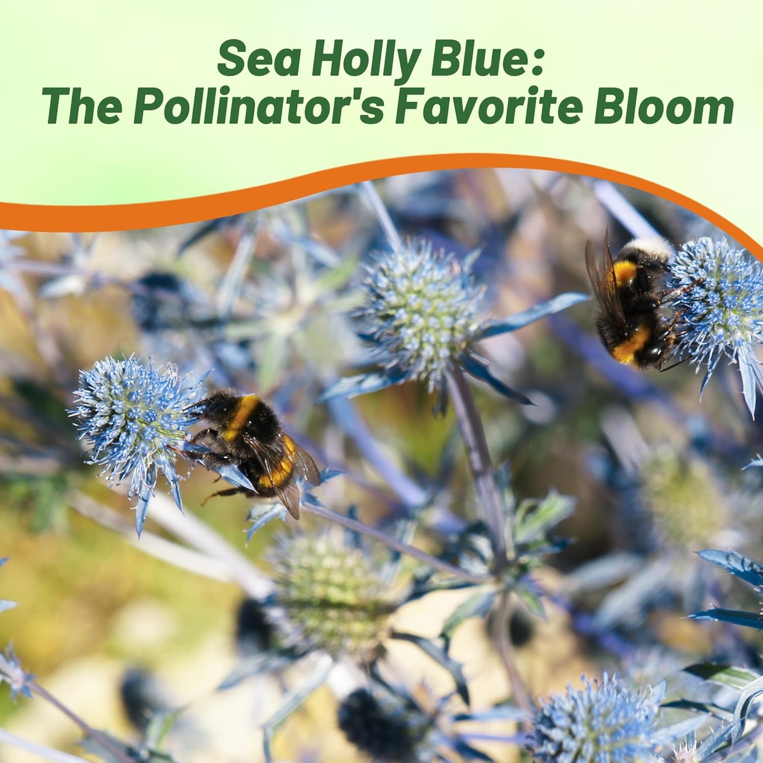 Heat Tolerant Sea Holly Planum