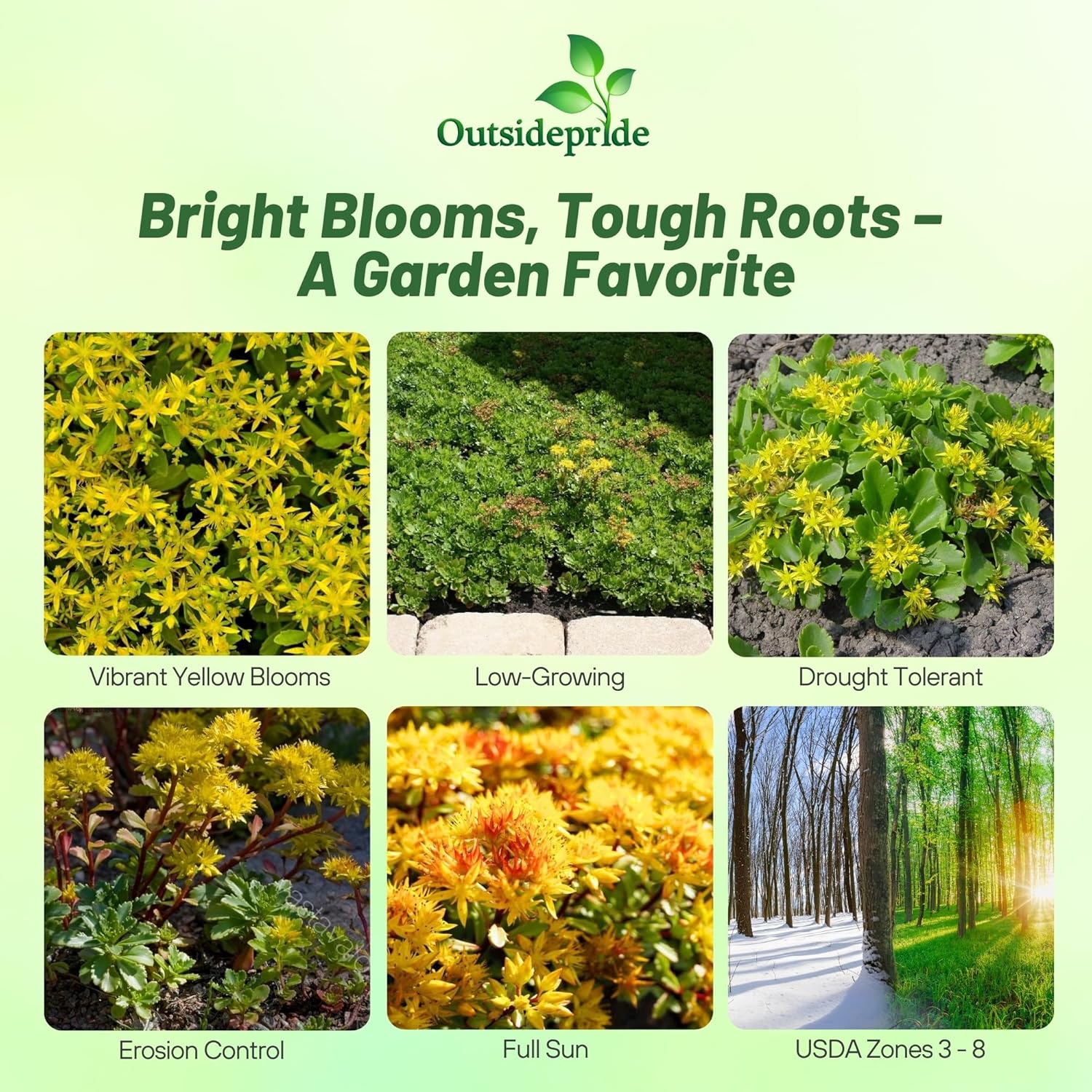 Sedum Hybridum Drought Tolerant Plants