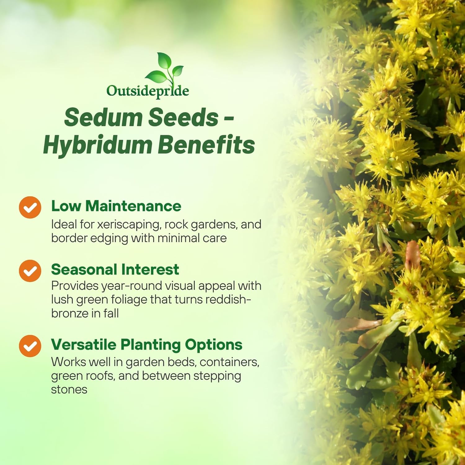 Sedum Hybridum Ground Cover