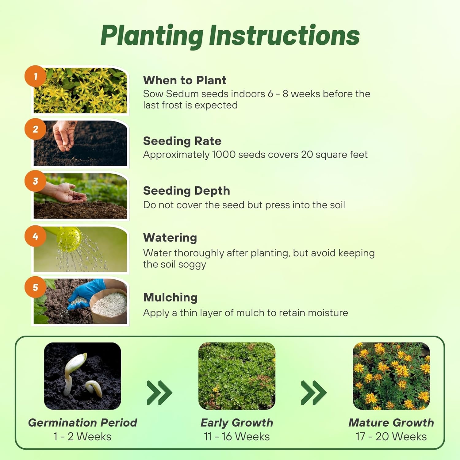 Sedum Hybridum Planting Directions