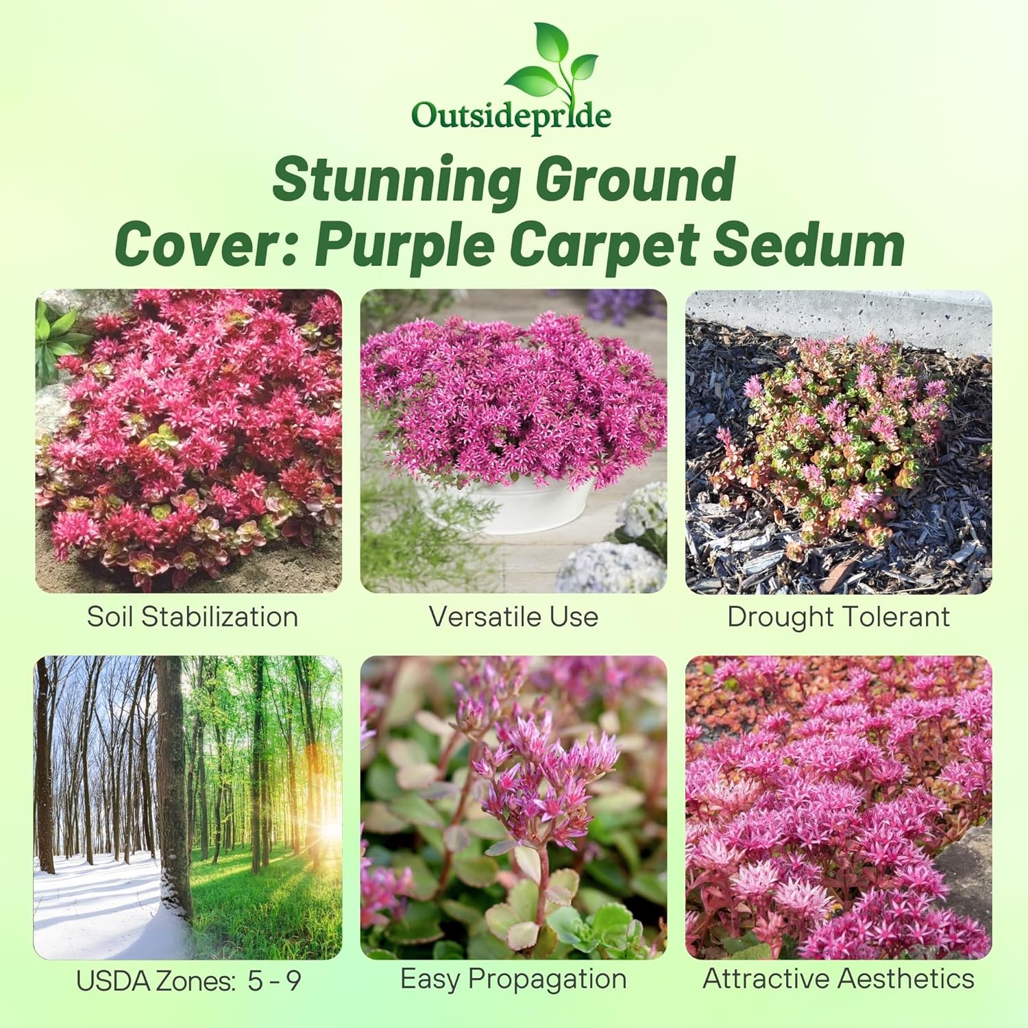 Sedum Purple Carpet Low Growing