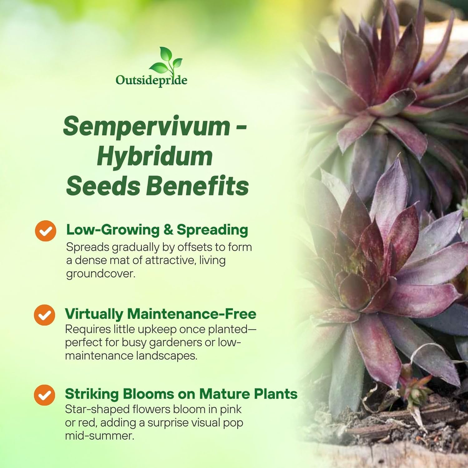 Sempervivum Hybridum Ground Cover Plants