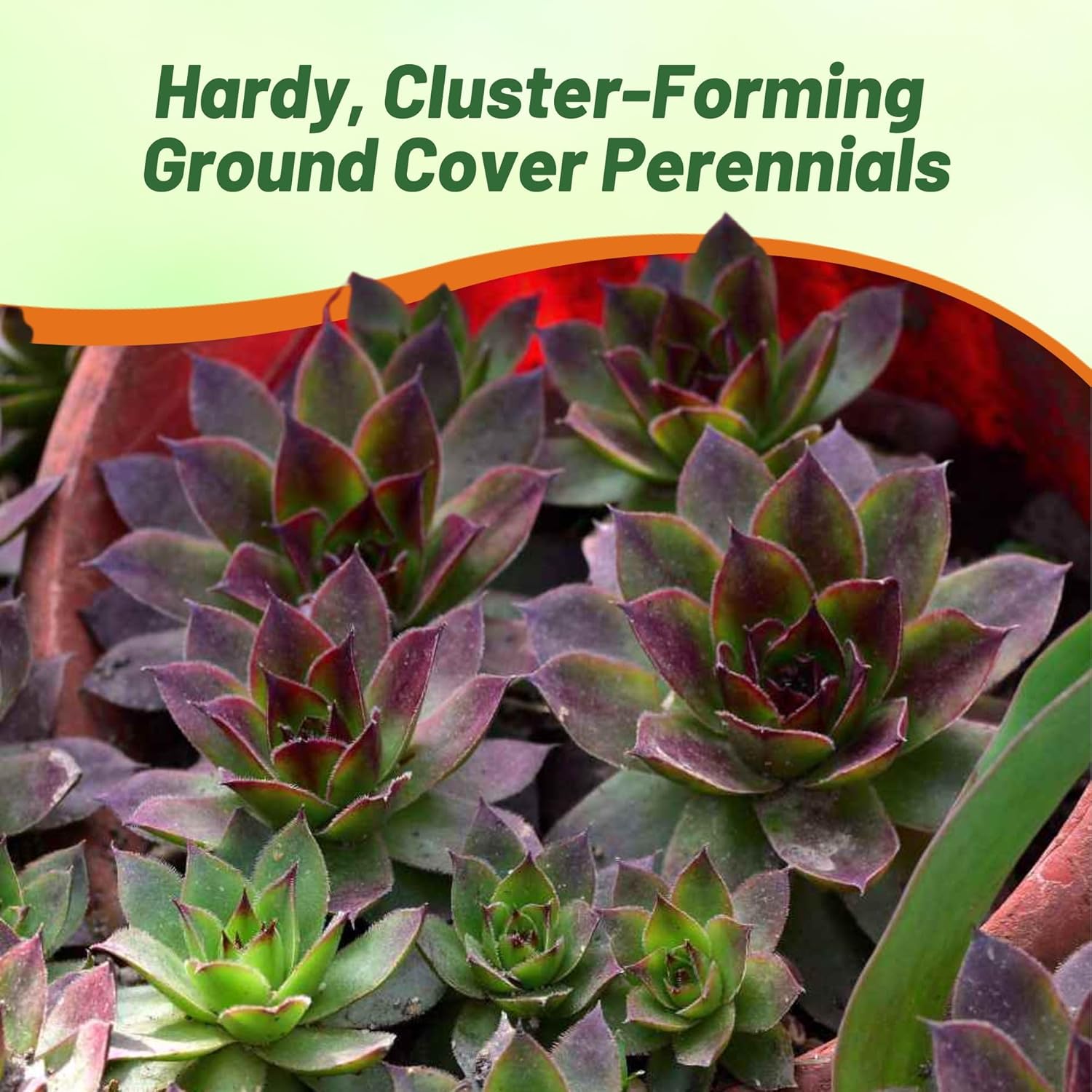 Heat Tolerant Sempervivum Hybridum Ground Cover