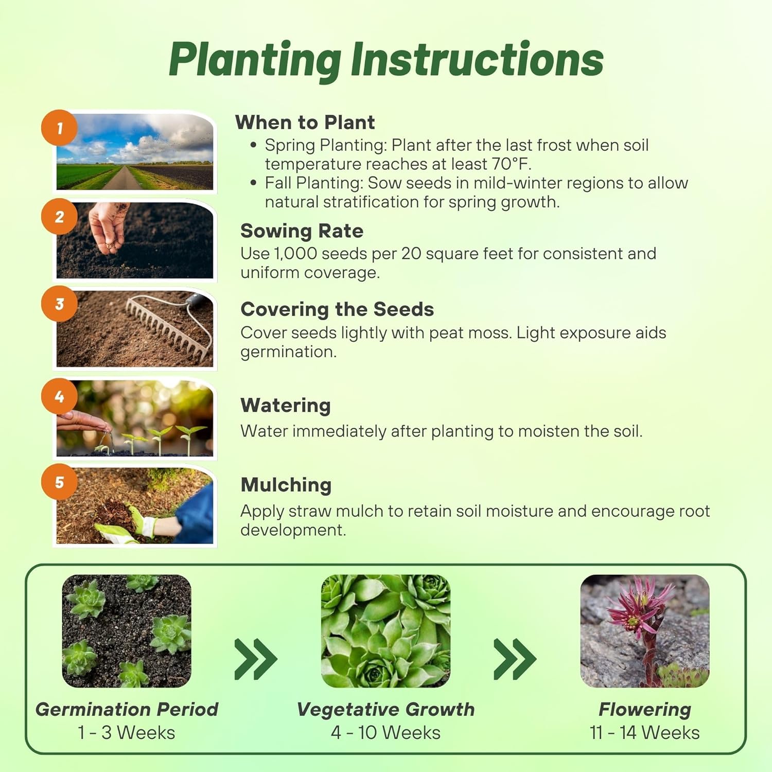Sempervivum Montanum Seed Planting Directions
