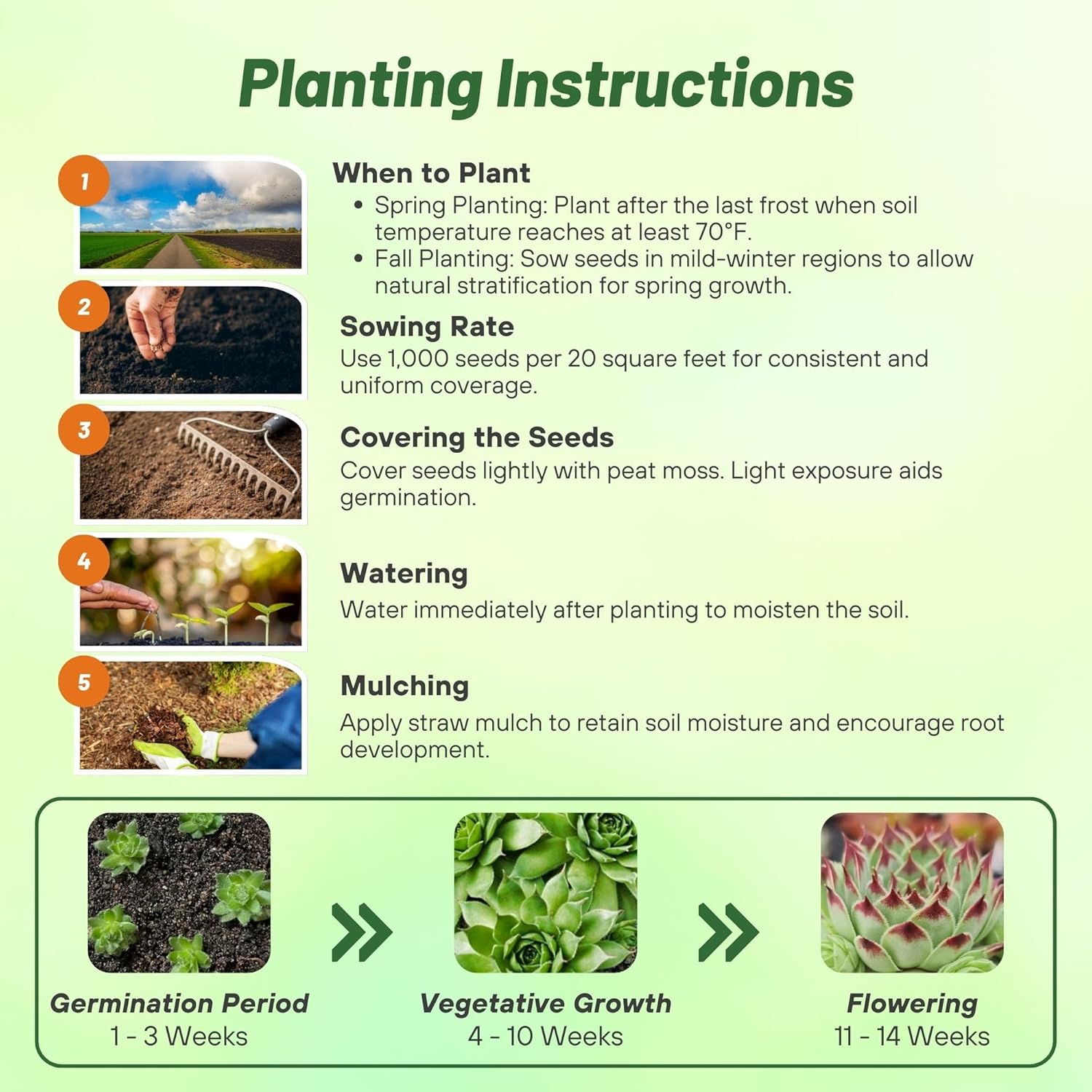 Sempervivum Tectorum Seed Planting Directions