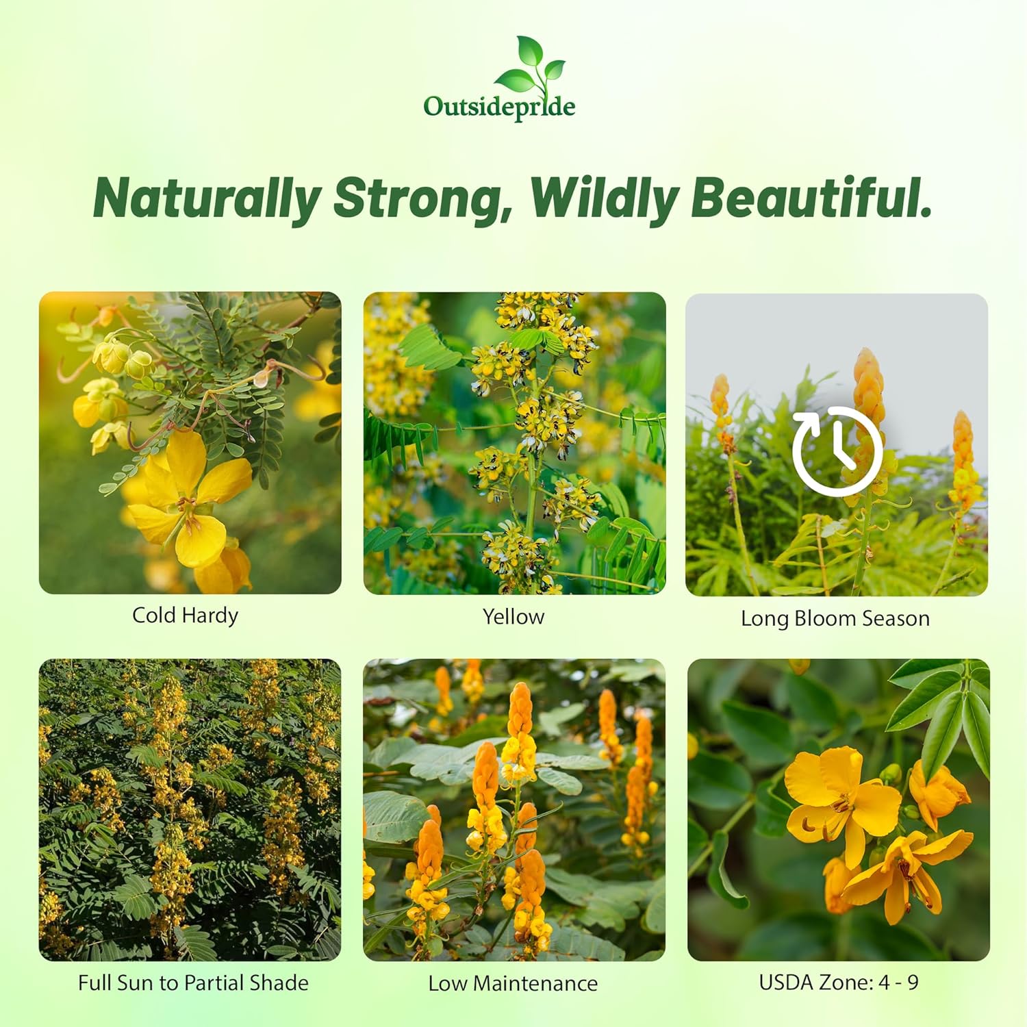 Senna Hebecarpa Herb Garden