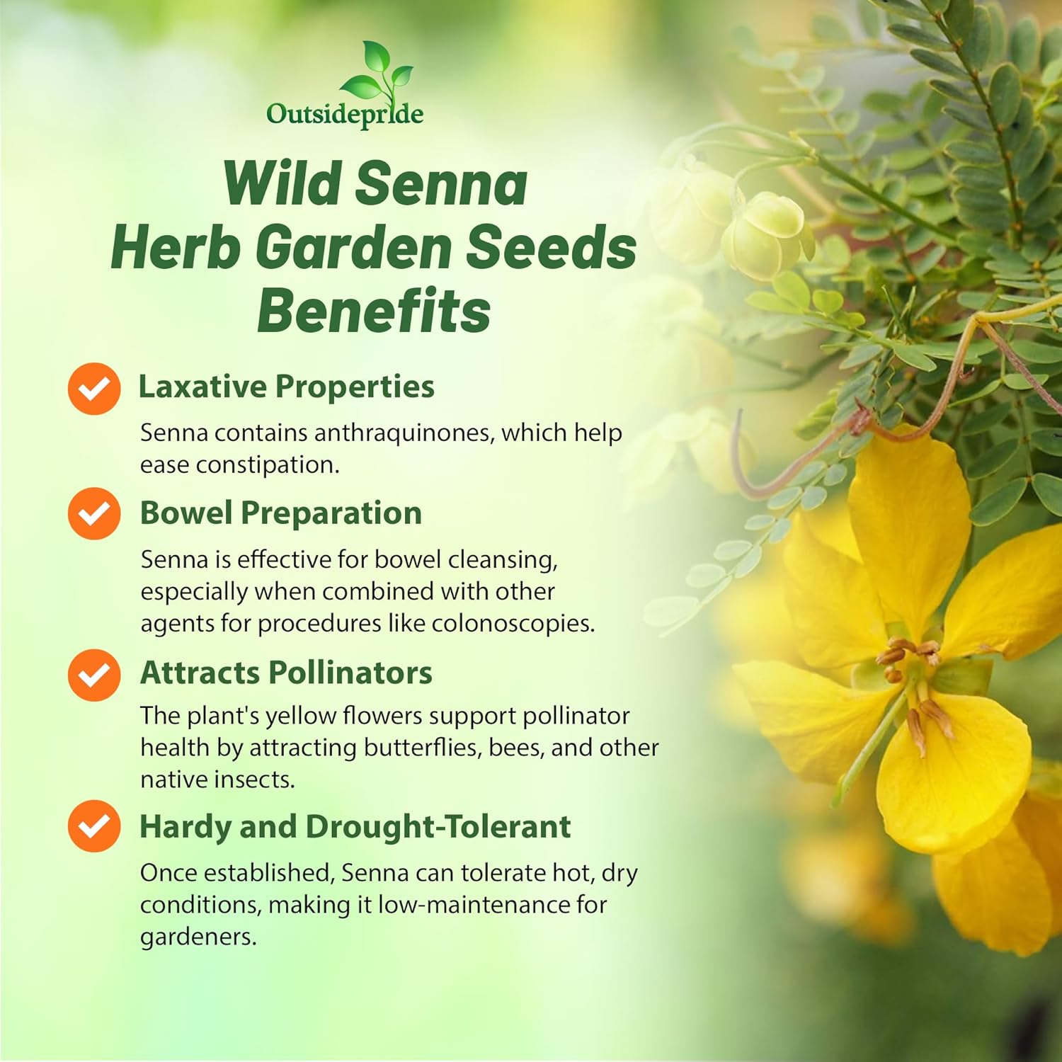 Wild Senna Medicinal Herb