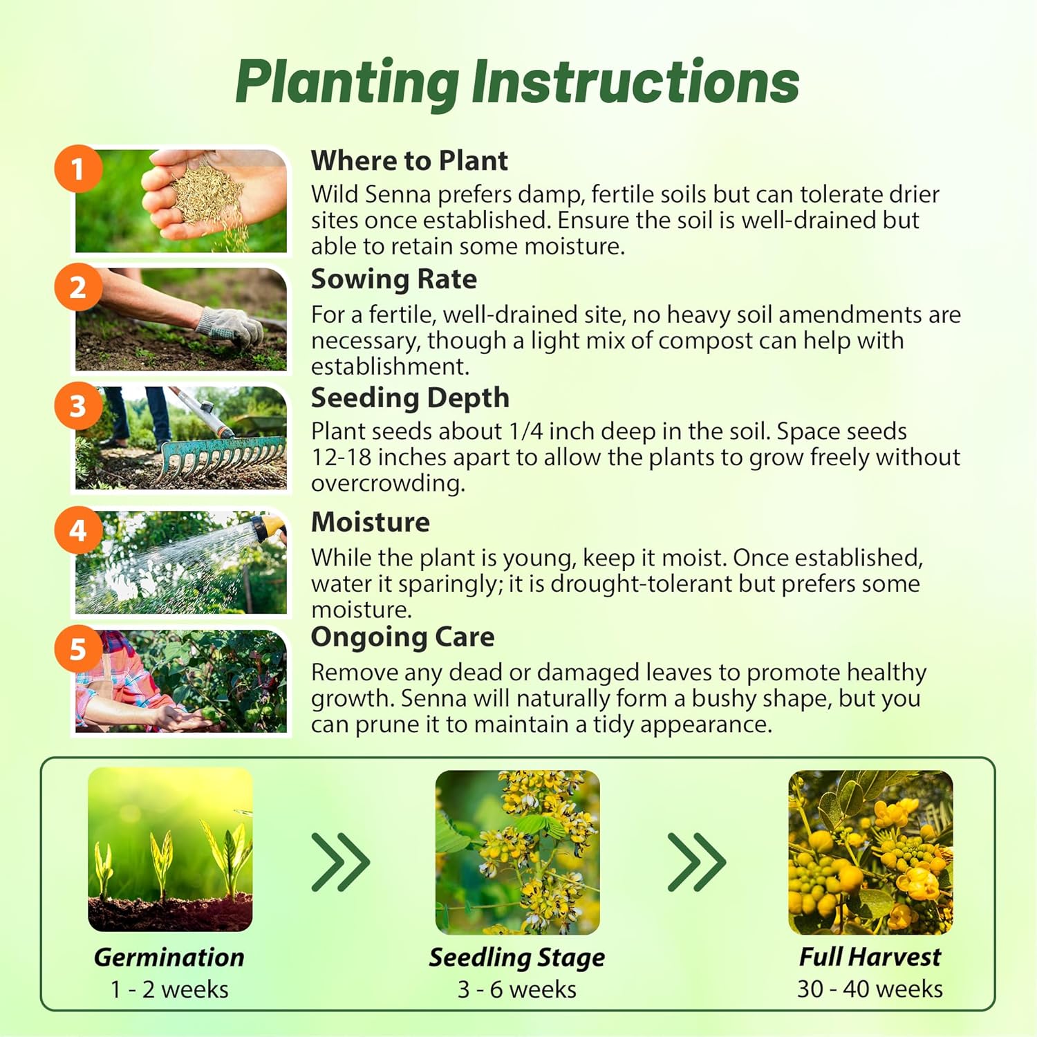 Senna Herb Seed Planting Directions