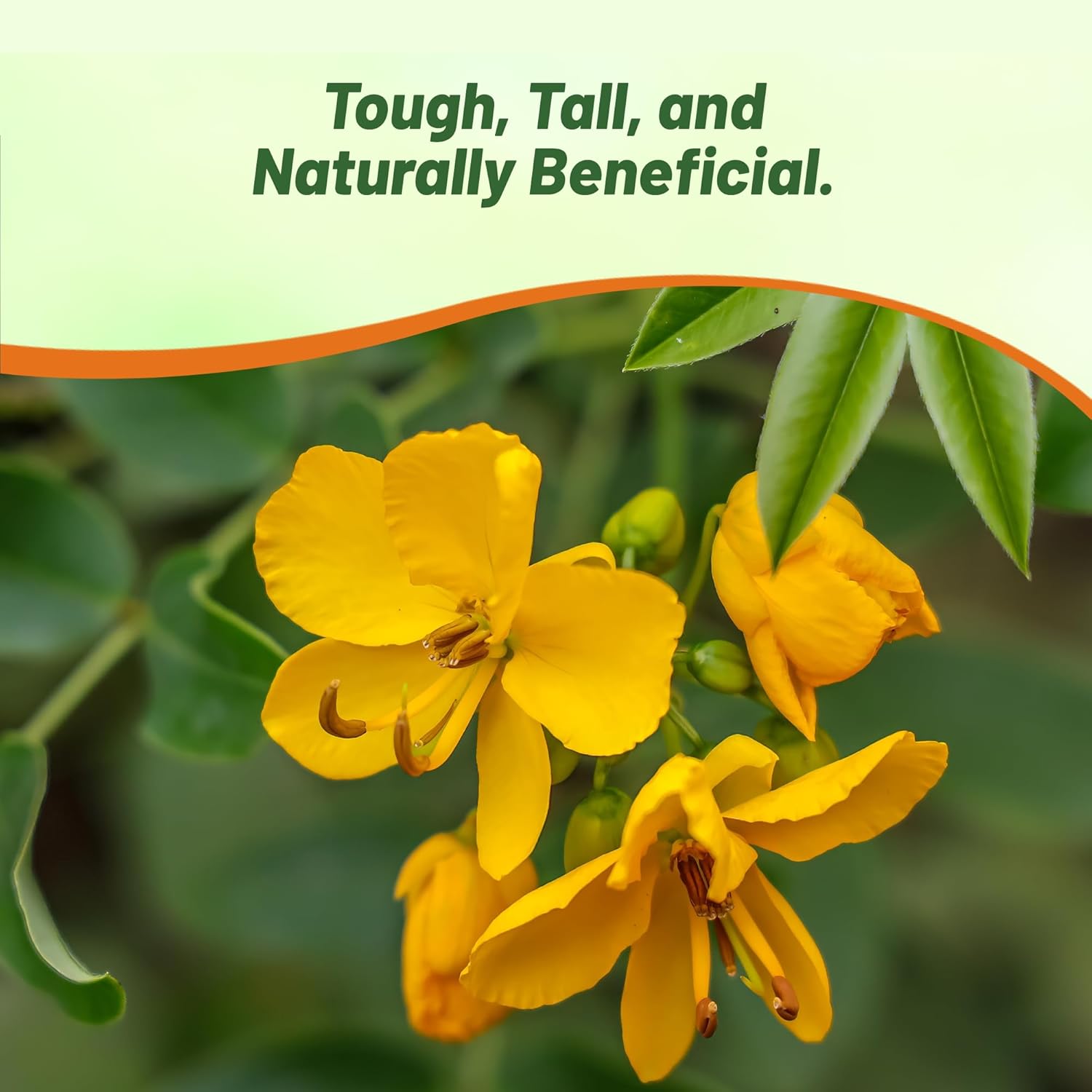 Tall Wild Senna Plants