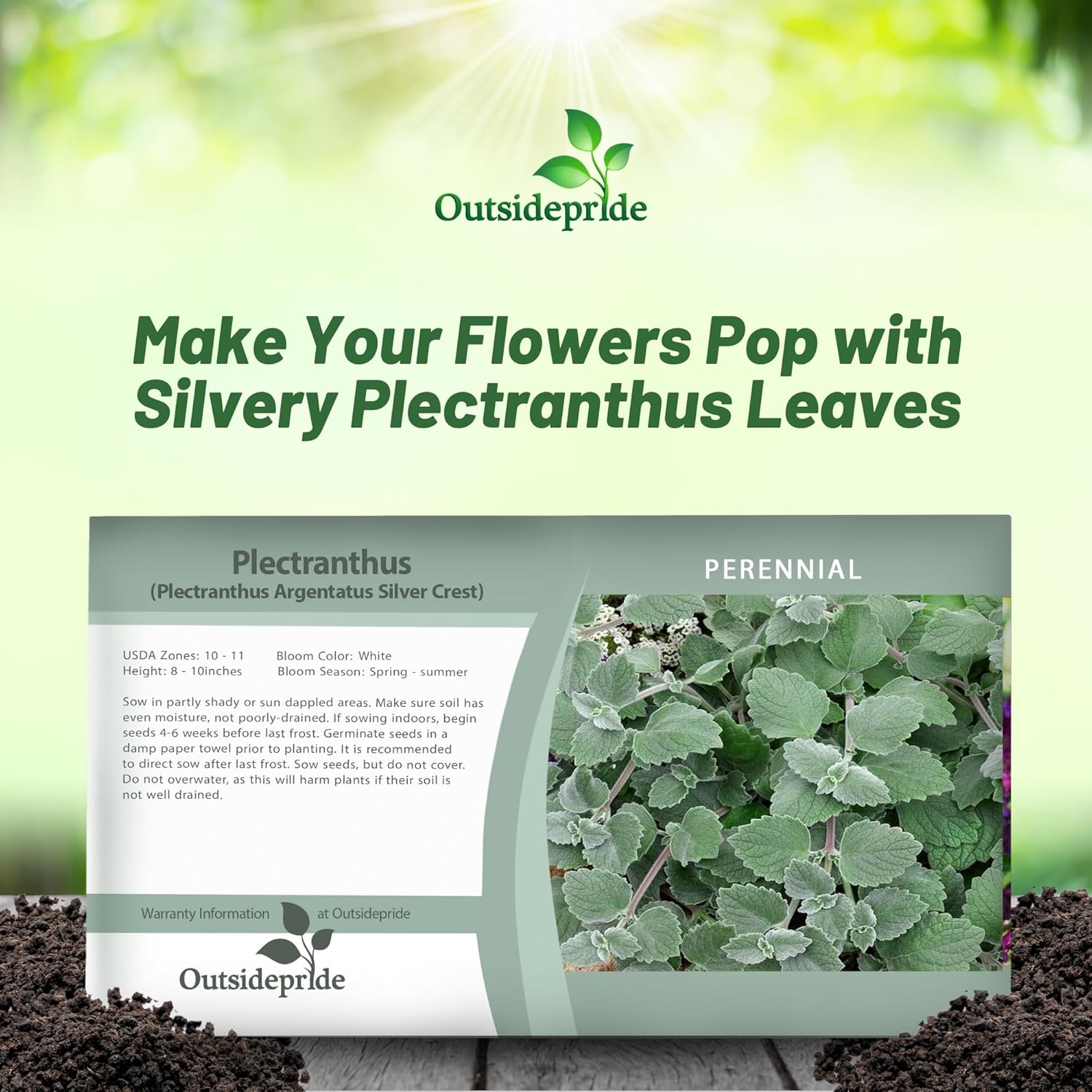 Plectranthus Silver Crest Seed Packet