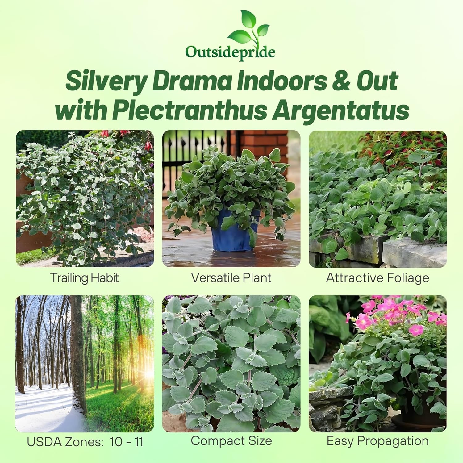 Plectranthus Silver Crest Foliage Plants