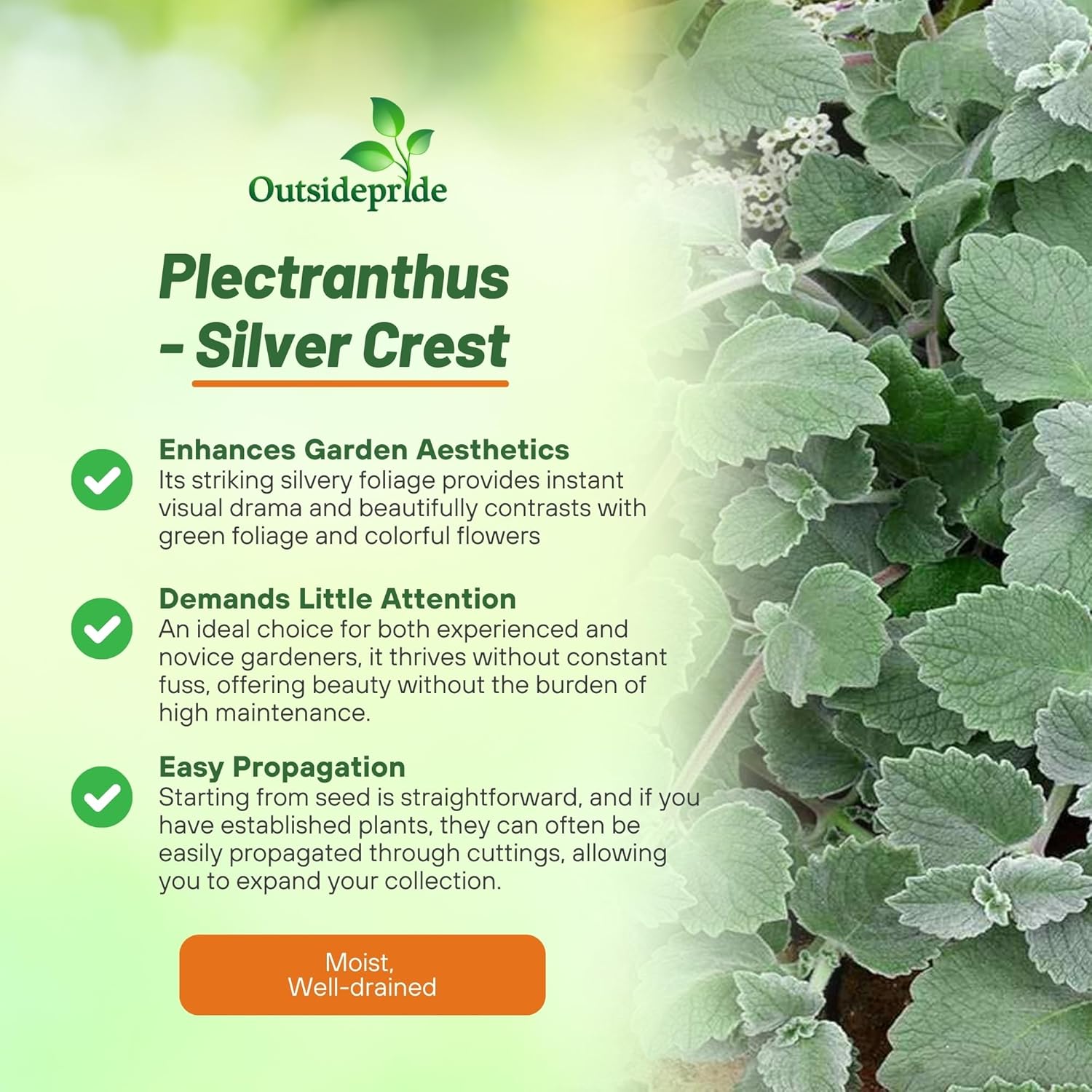 Plectranthus Silver Crest Beds & Borders