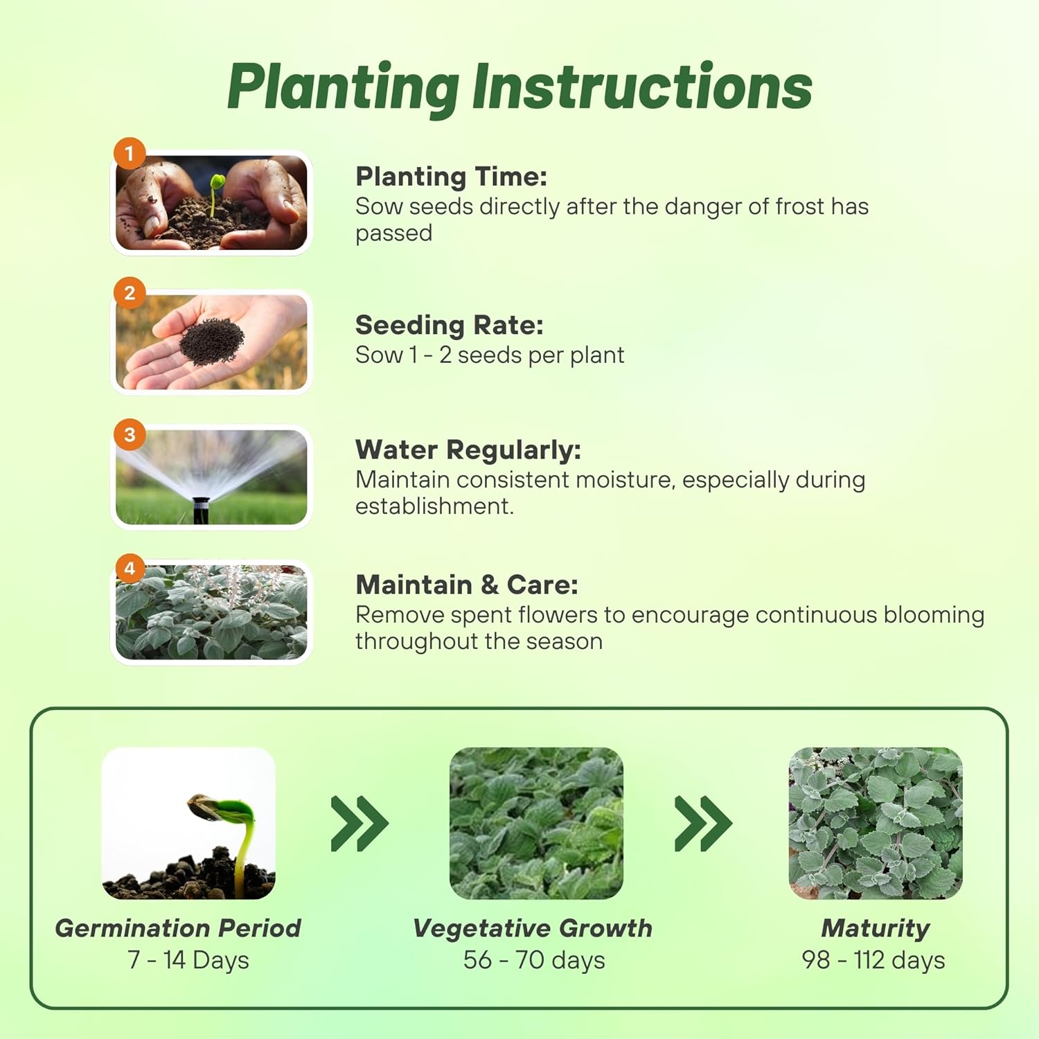 Plectranthus Silver Crest Seed Planting Directions