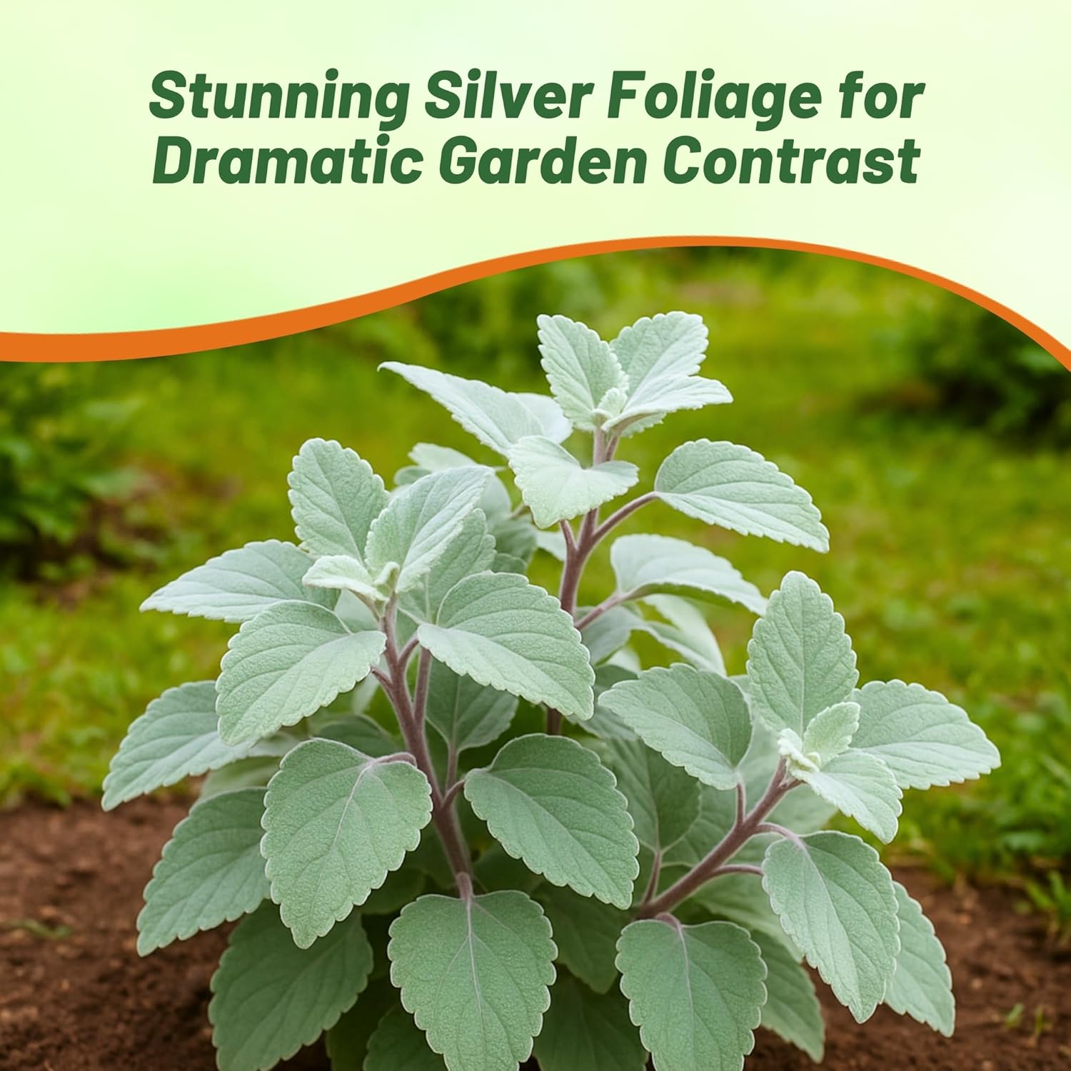 Drought Tolerant Plectranthus Silver Crest