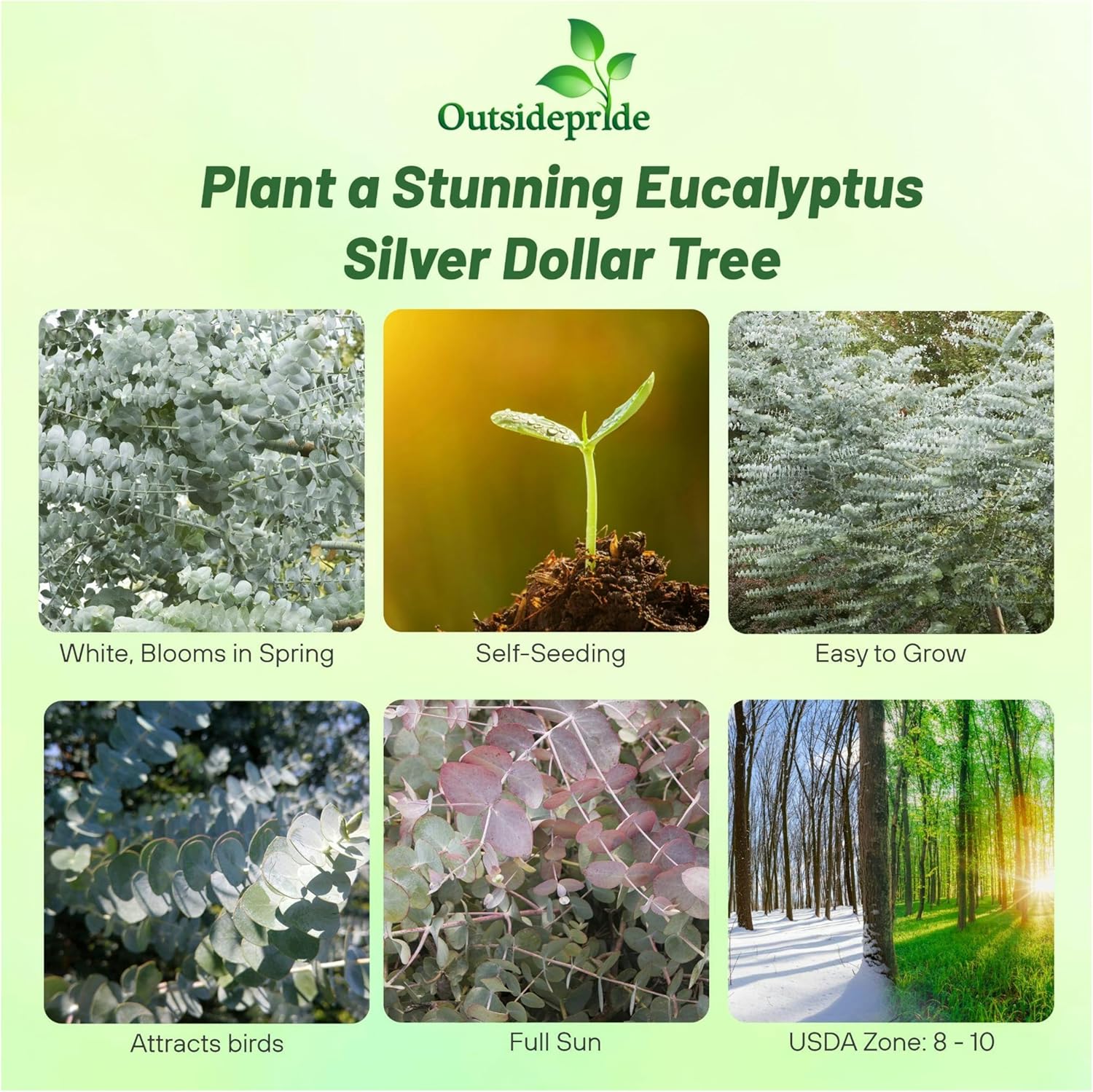Eucalyptus Cinerea Silver Dollar Gum Tree