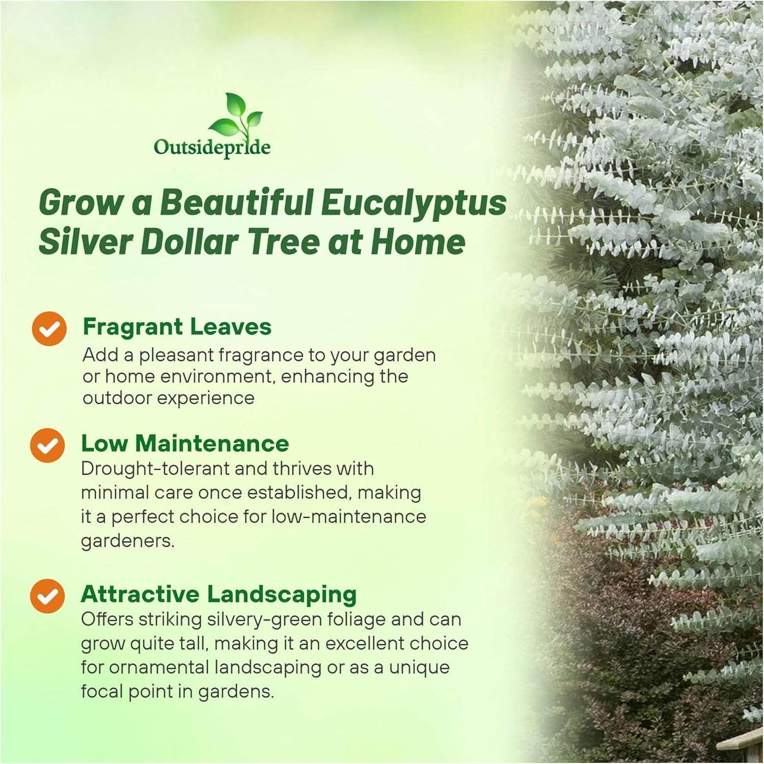 Eucalyptus Cinerea Silver Dollar Aromatic Tree