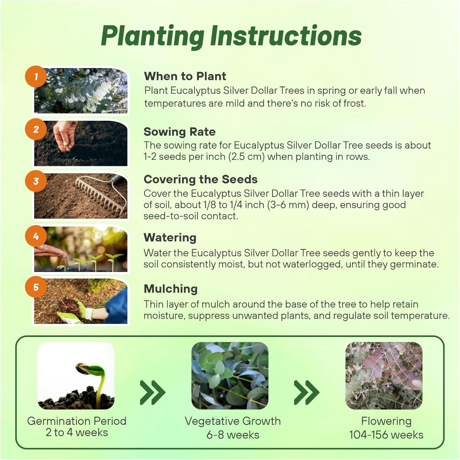 Eucalyptus Cinerea Silver Dollar Seed Planting Directions