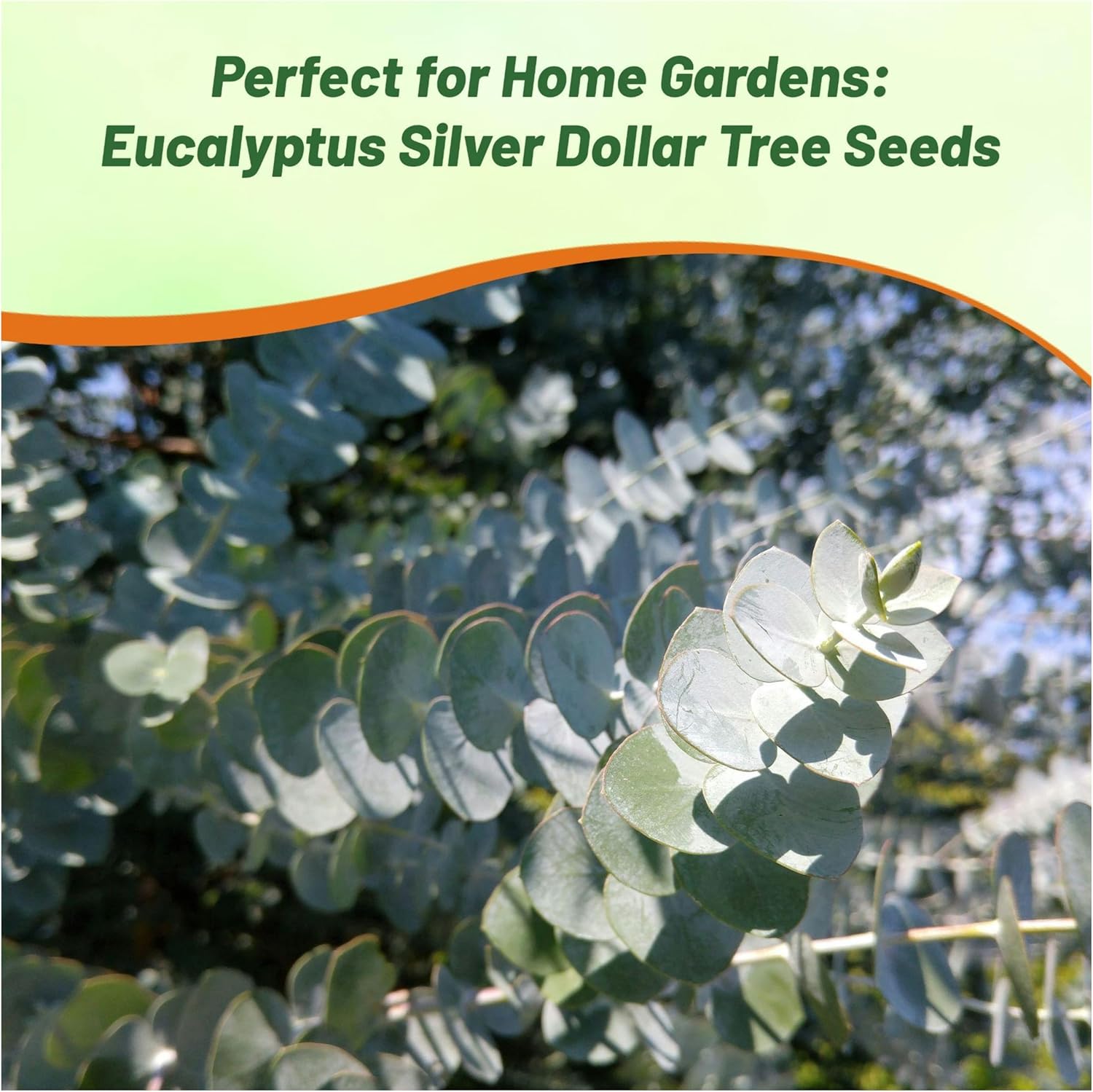 Eucalyptus Cinerea Silver Dollar From Seeds