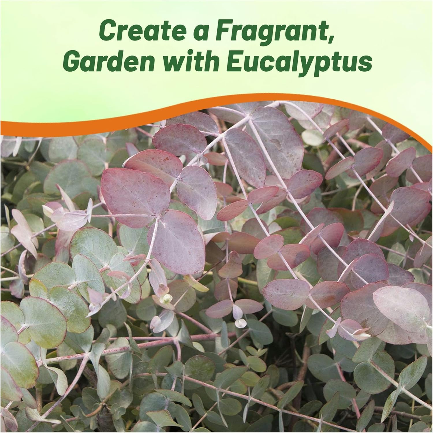 Eucalyptus Cinerea Silver Dollar Container Plant