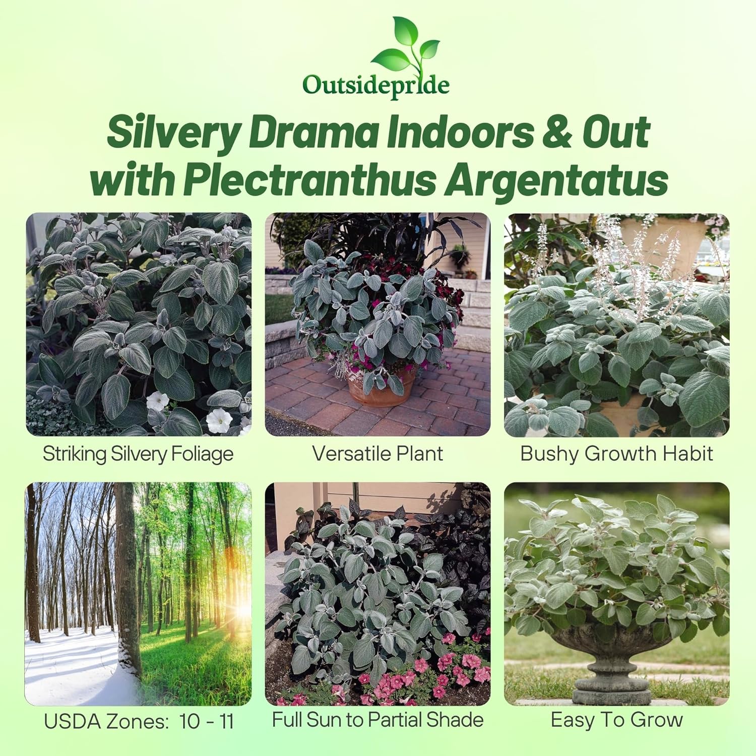 Plectranthus Silver Shield Foliage Plants
