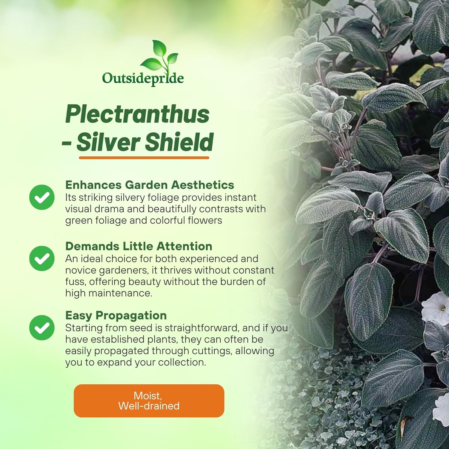 Plectranthus Silver Shield Beds & Borders