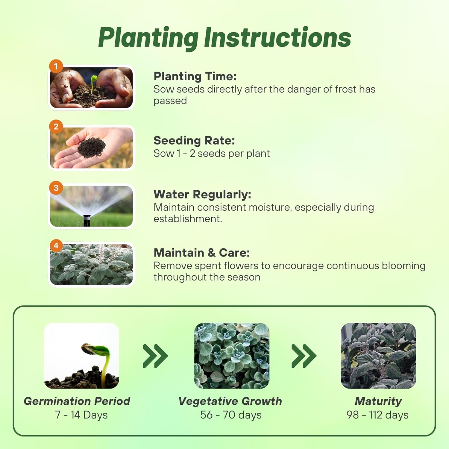 Plectranthus Silver Shield Seed Planting Directions