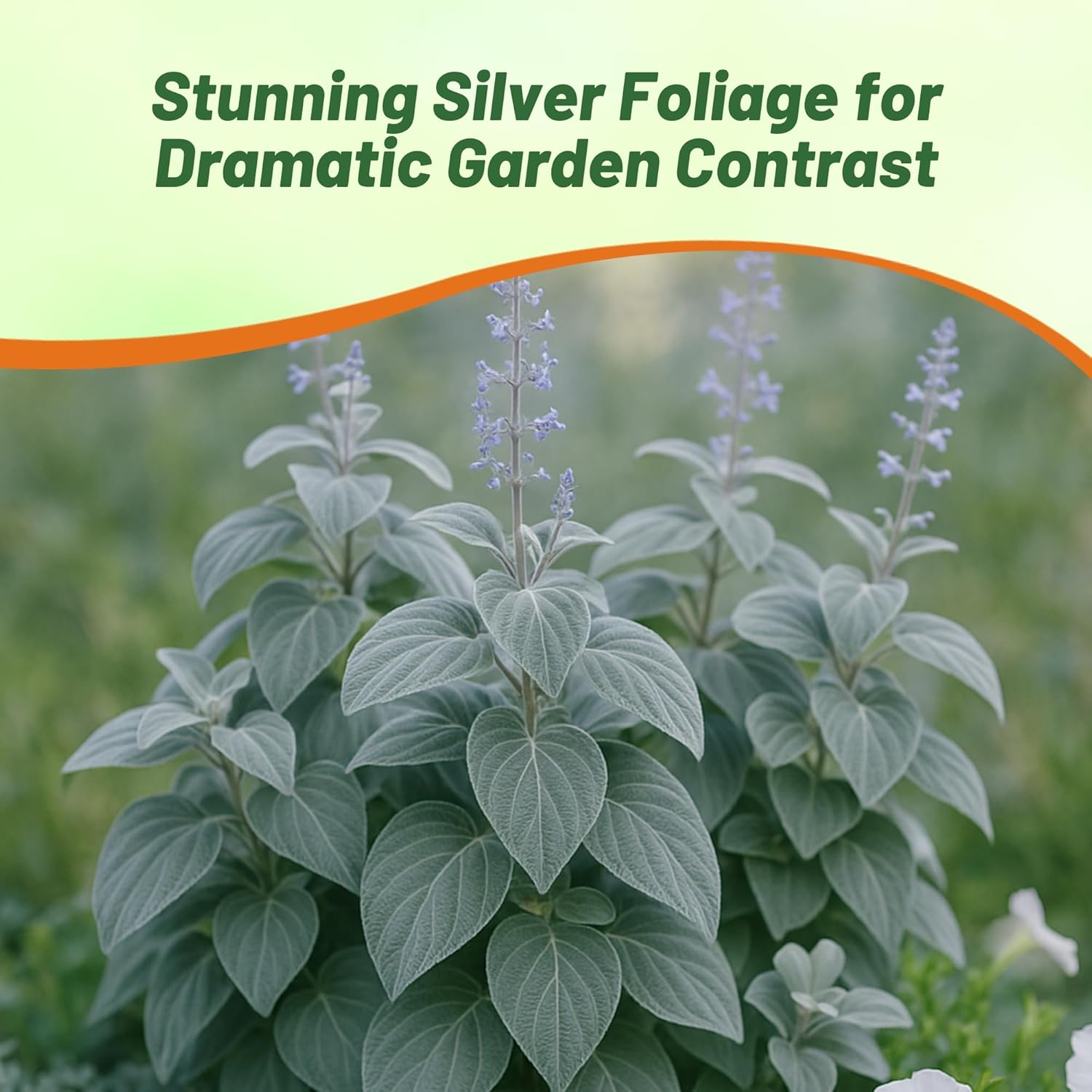 Plectranthus Silver Spurflower Plant