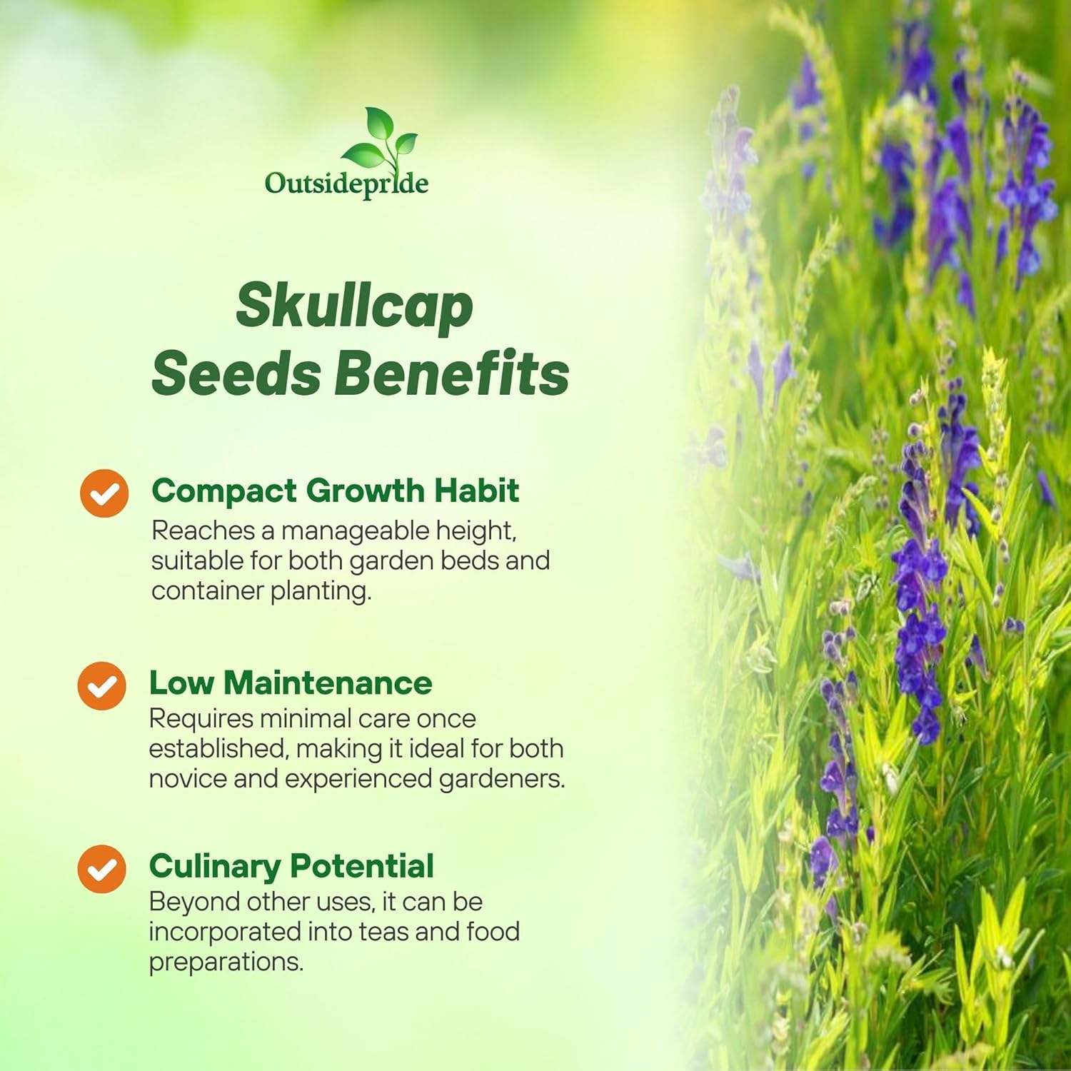 Perennial Skullcap Herb