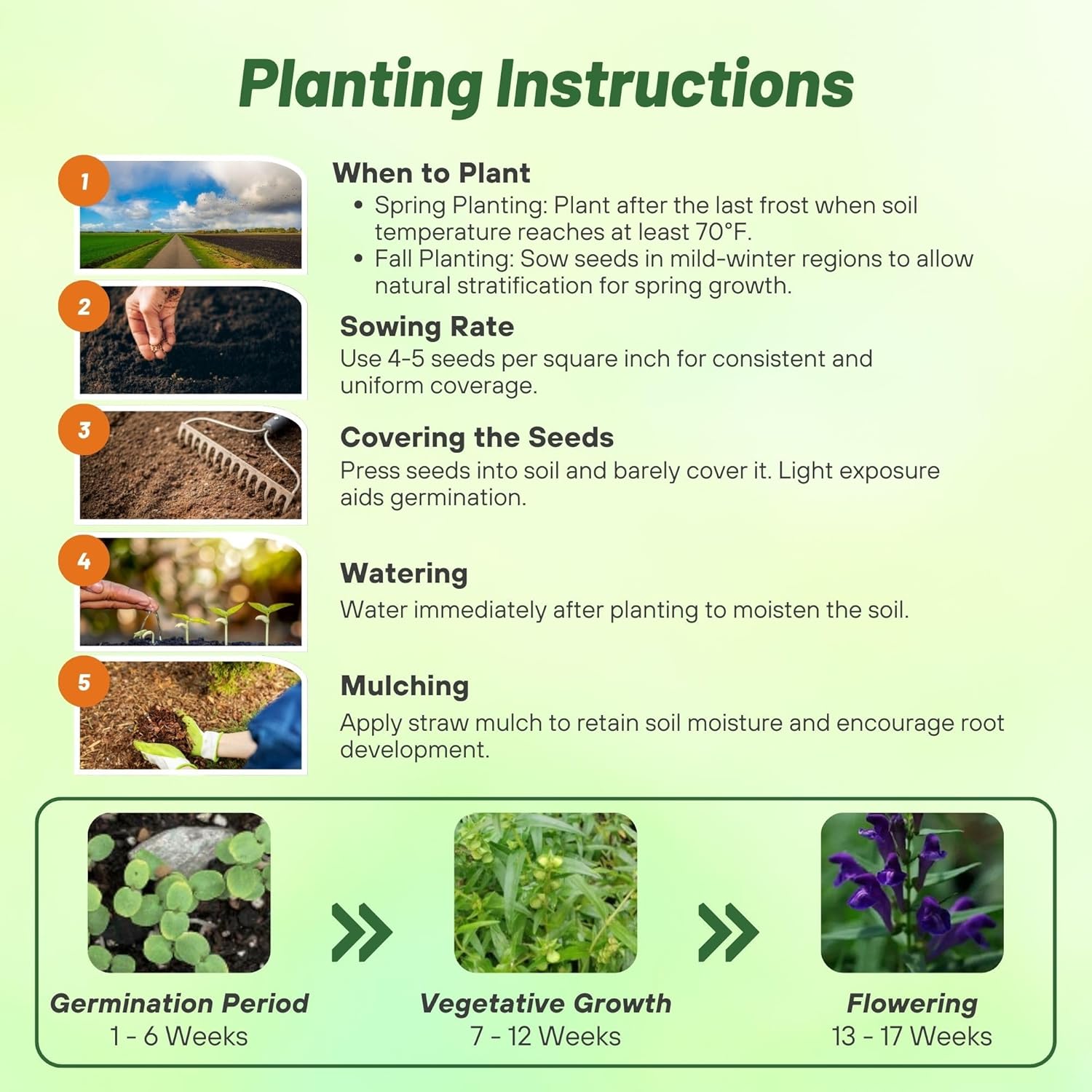 Baikal Skullcap Planting Directions
